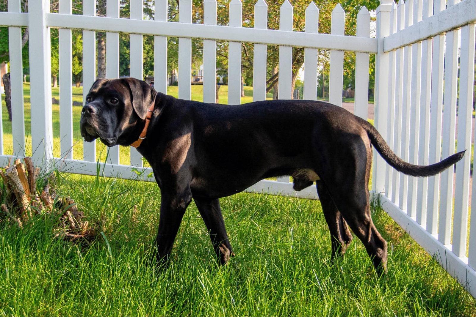 Aza, a Adoptable Cane Corso in Duluth, MN image 3/3
