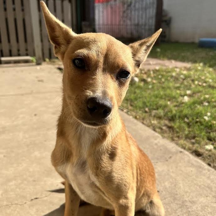 Dulce, Adoptable, Young Female Chihuahua & Mixed Breed.
