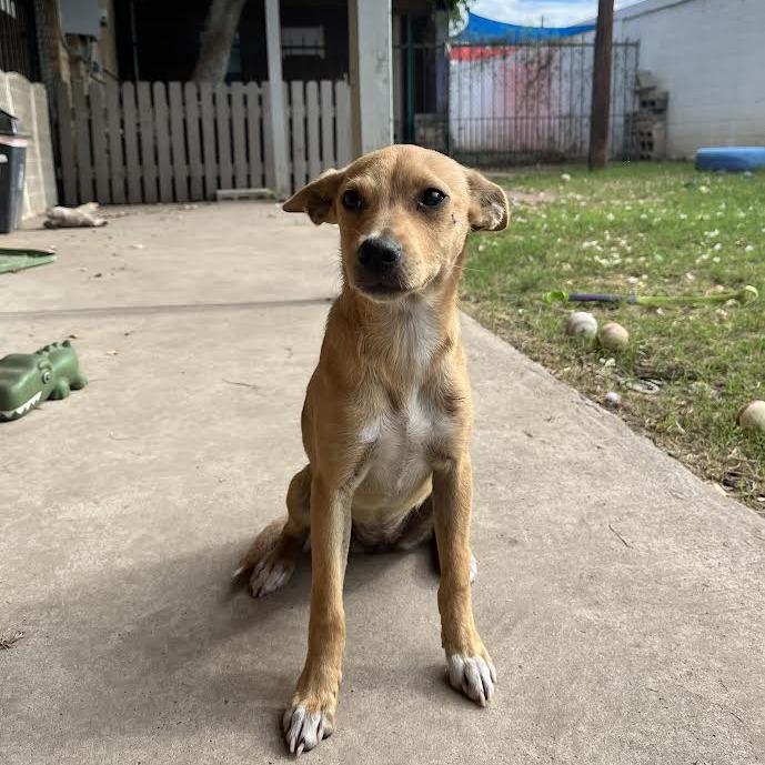 Dulce, a Adoptable mixed breed in Laredo, TX image 2/2