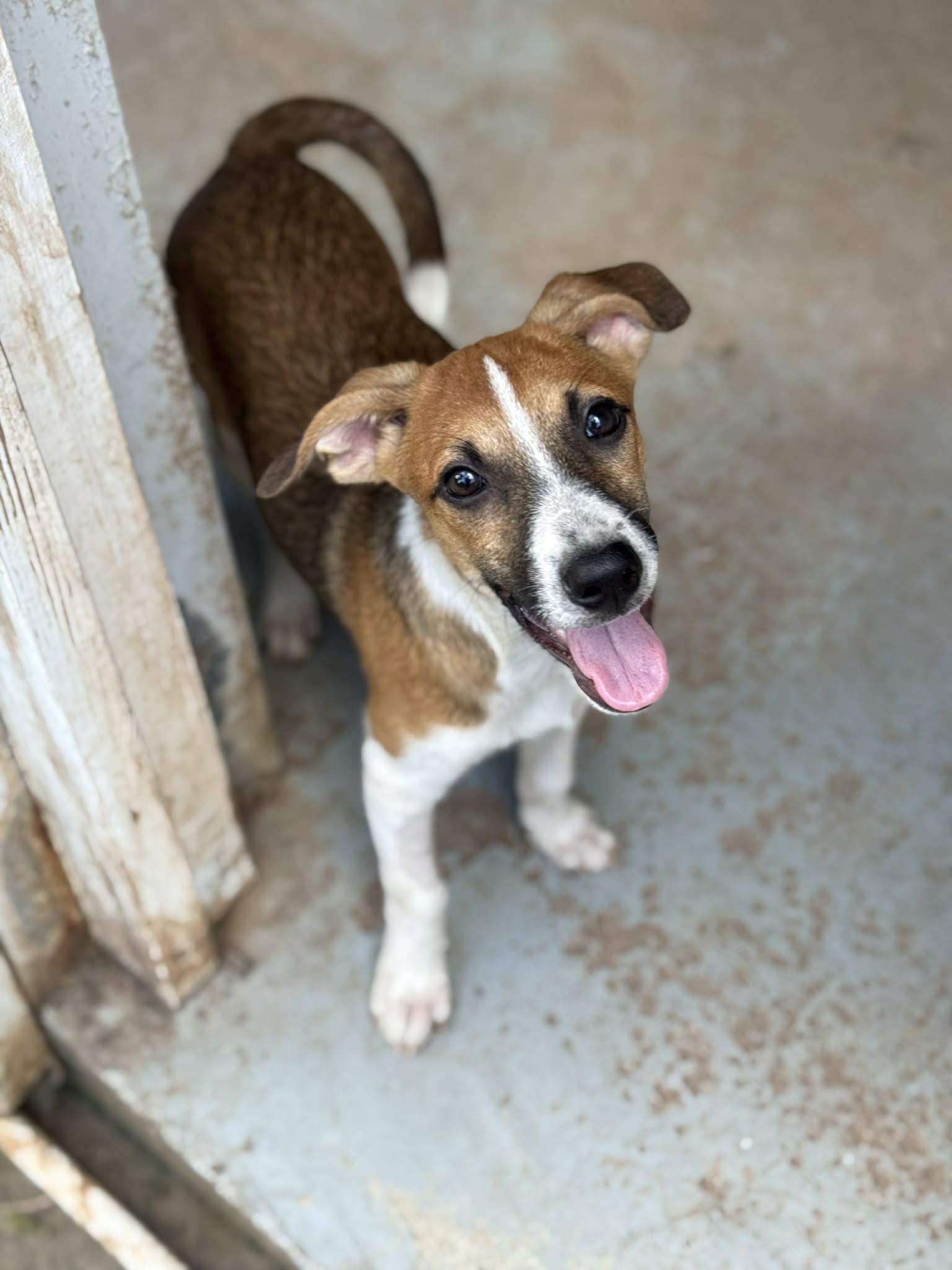 Moose, an adopted mixed breed in Richmond, VA image 2/5