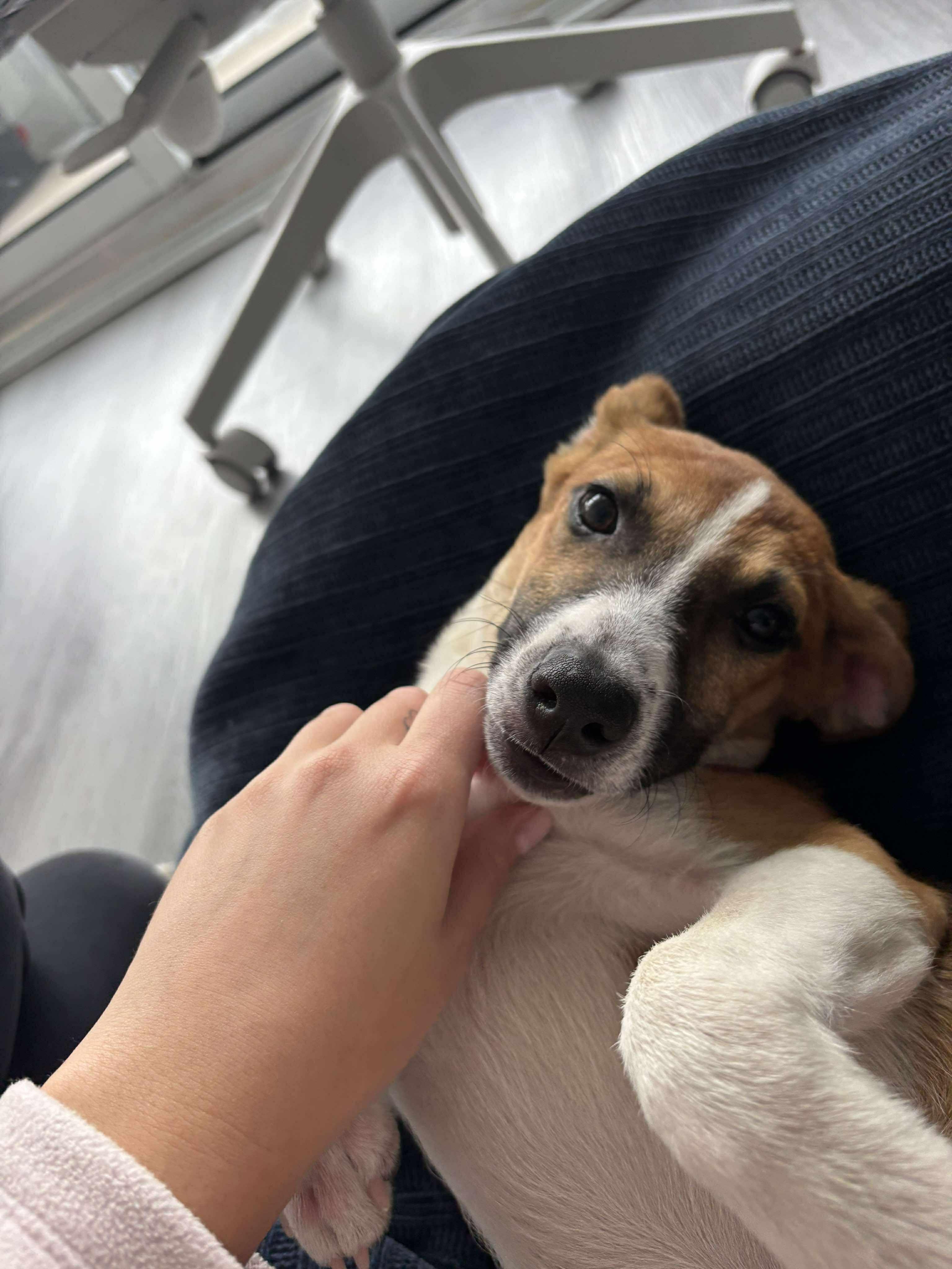 Moose, an adopted mixed breed in Richmond, VA image 3/5