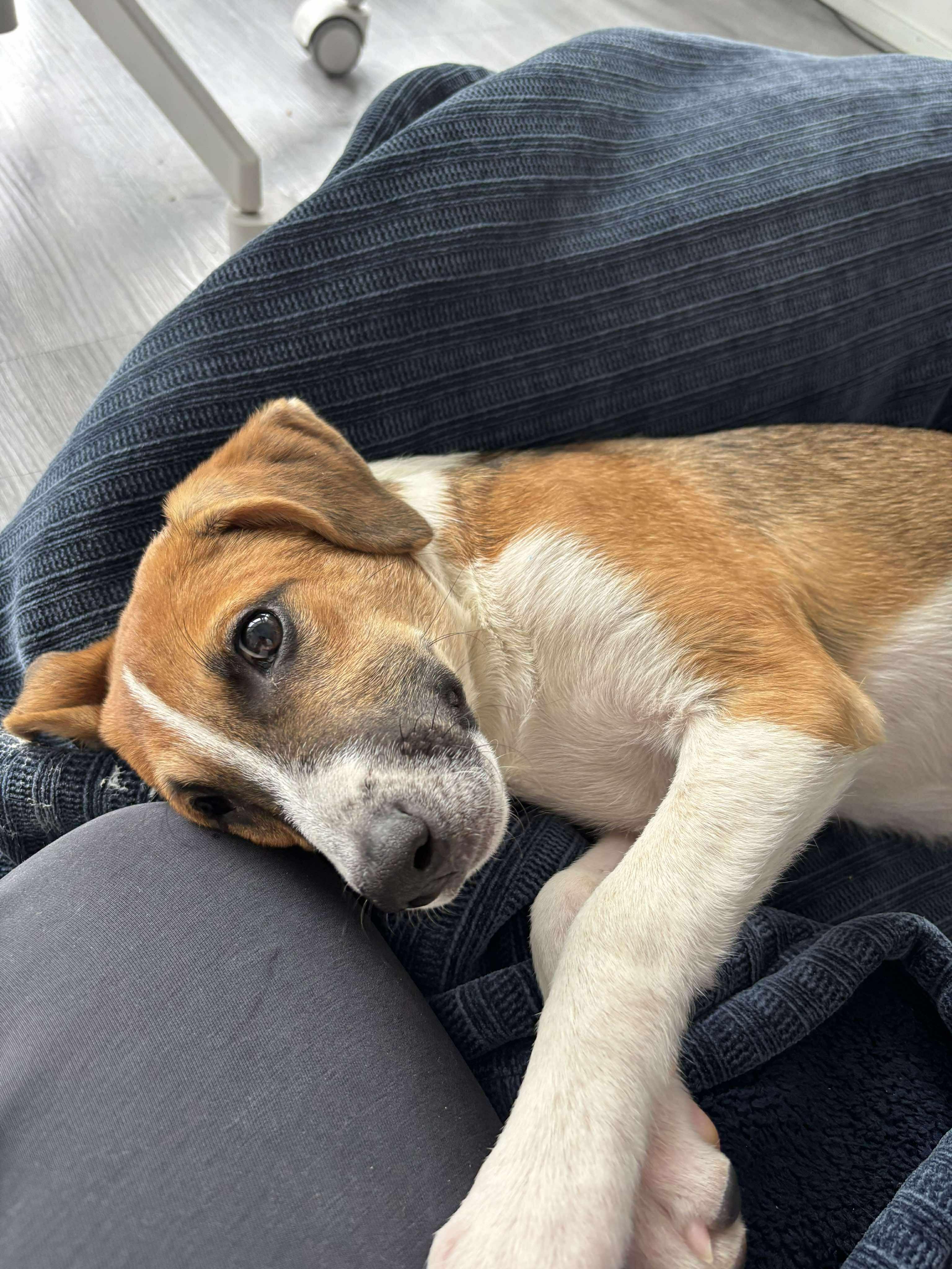 Moose, an adopted mixed breed in Richmond, VA image 4/5