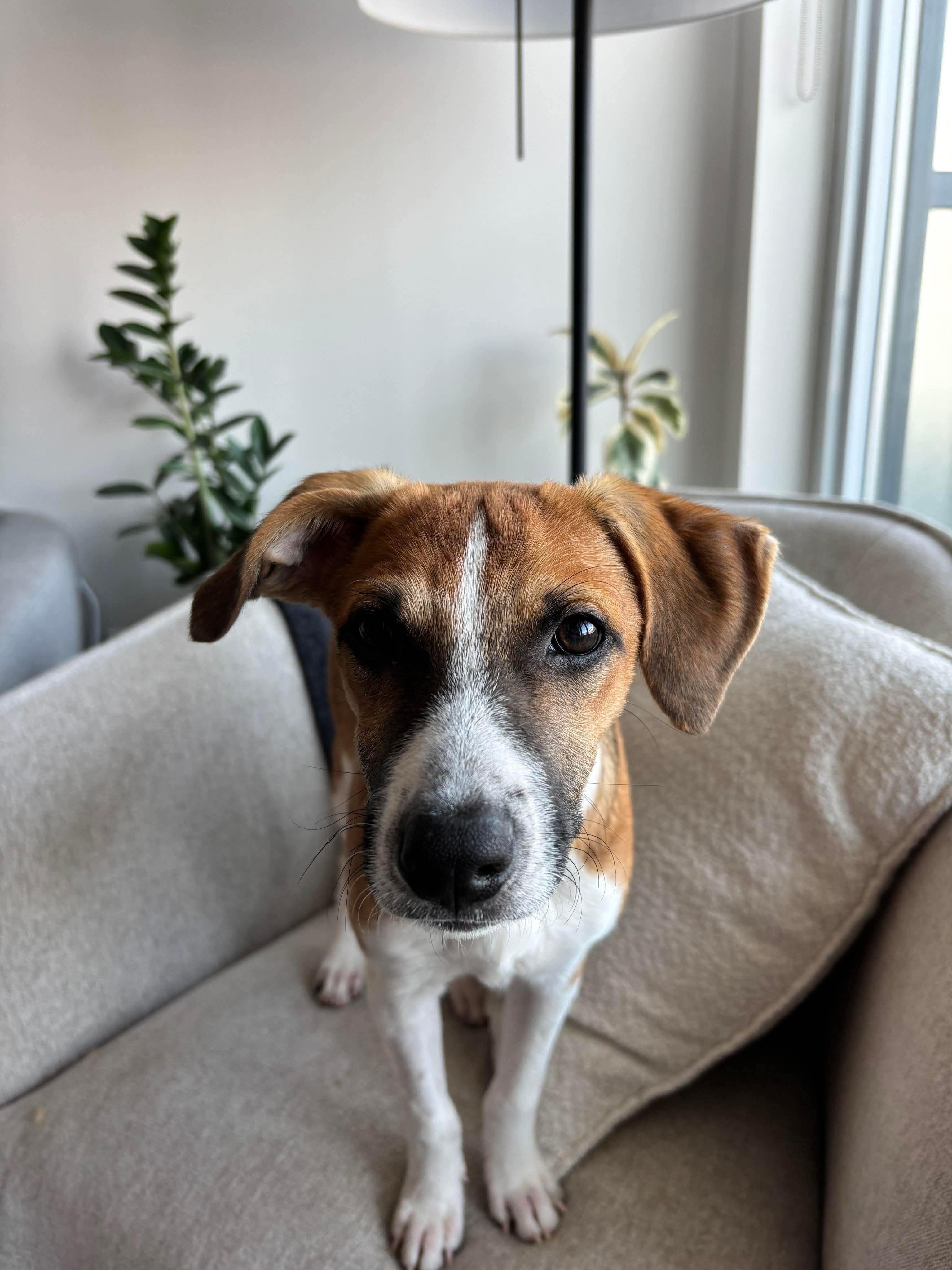 Moose, adopted, Puppy Male Mixed Breed.