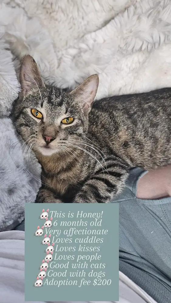 Enlarge Honey, a Adoptable Tabby in Manteca, CA image 1/1