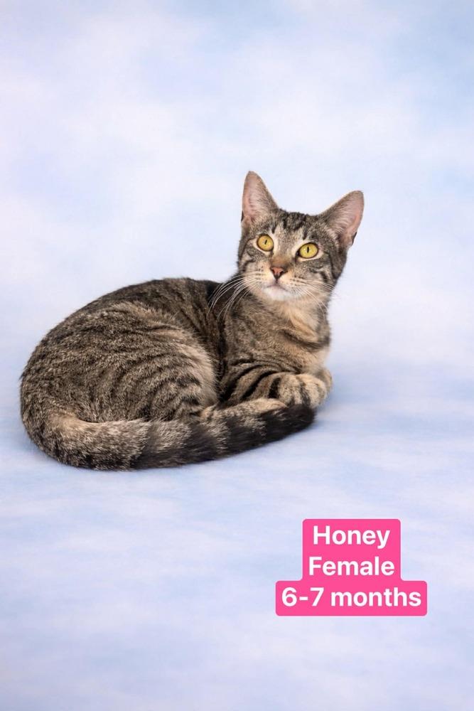 Enlarge Honey, a Adoptable Tabby in Manteca, CA image 2/2