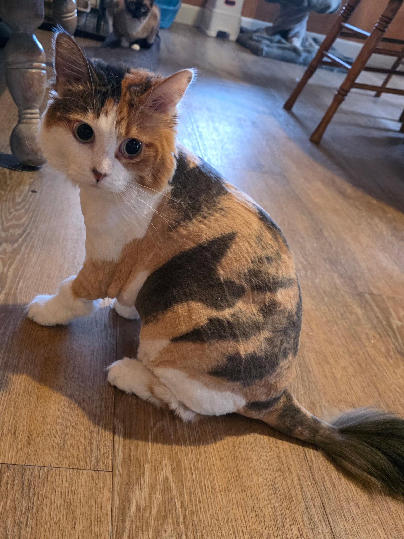 CoCo ( NL) Petco, Adoptable, Adult Female Calico.