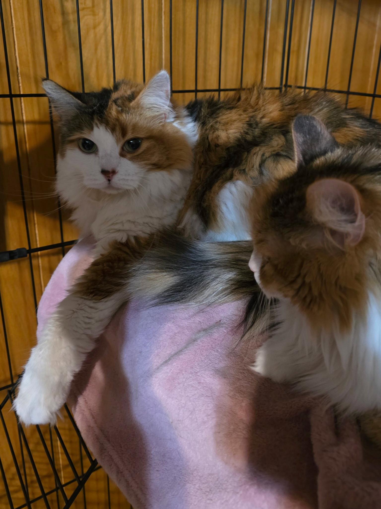 Enlarge CoCo ( NL) Petco, a Adoptable Calico in Vacaville, CA image 3/3