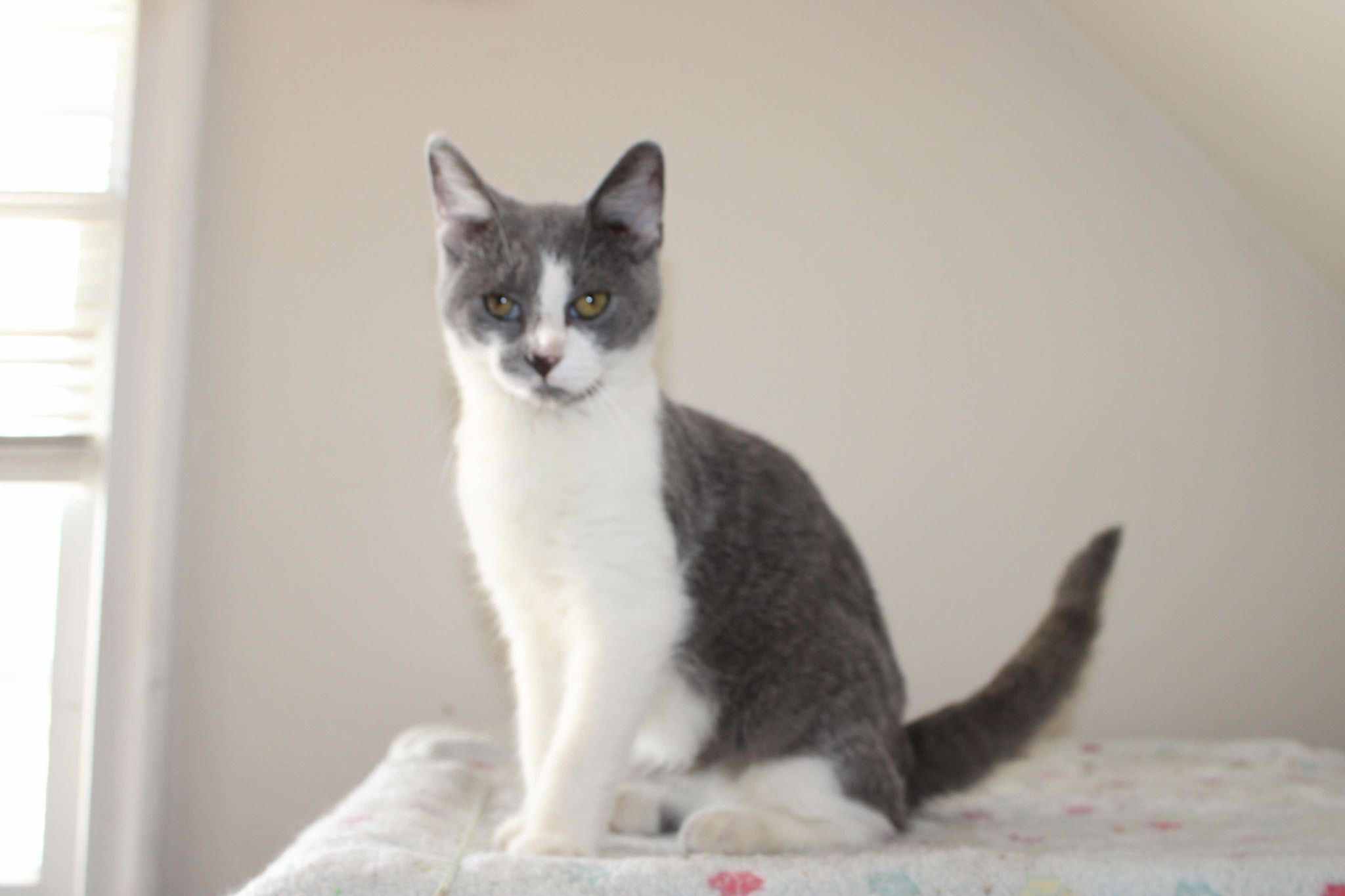 Max, Baby Male Domestic Short Hair