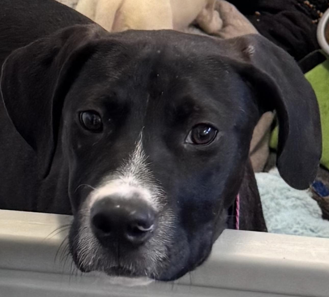 Ninja, Adoptable, Young Male Pit Bull Terrier & American Staffordshire Terrier.