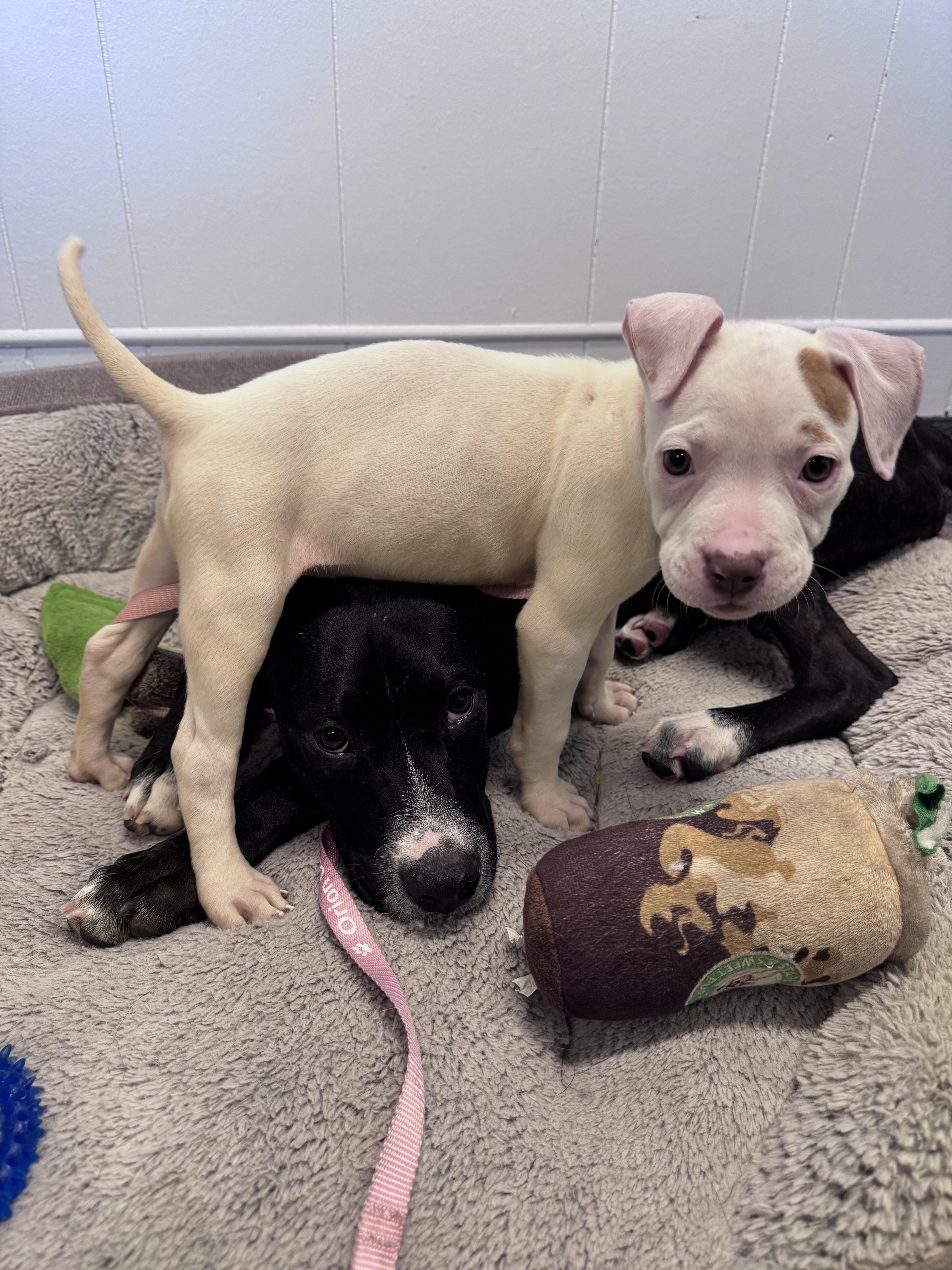 Ninja, a Adoptable mixed breed in Troy, MI image 2/6