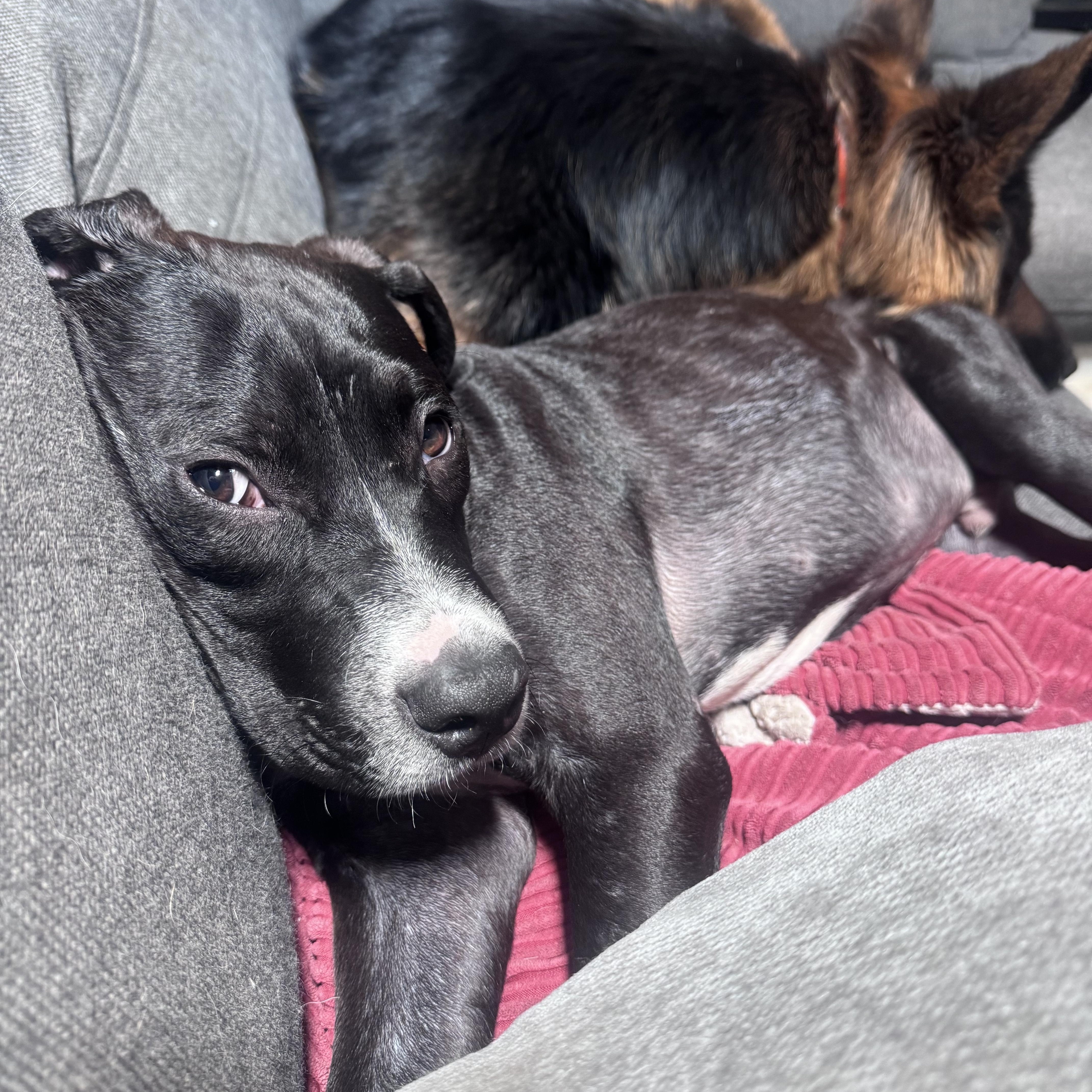 Ninja, a Adoptable mixed breed in Troy, MI image 4/6
