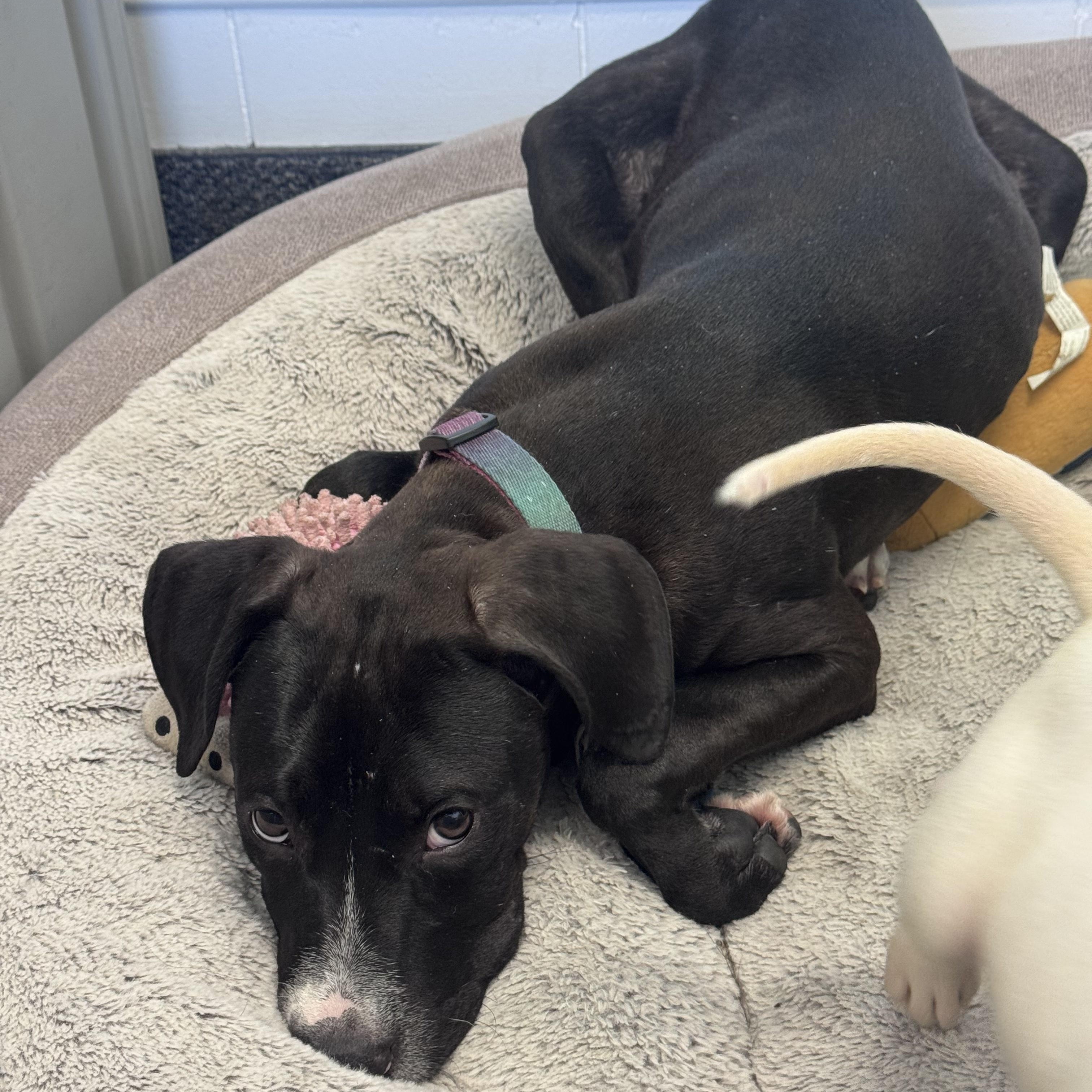 Ninja, a Adoptable mixed breed in Troy, MI image 5/6