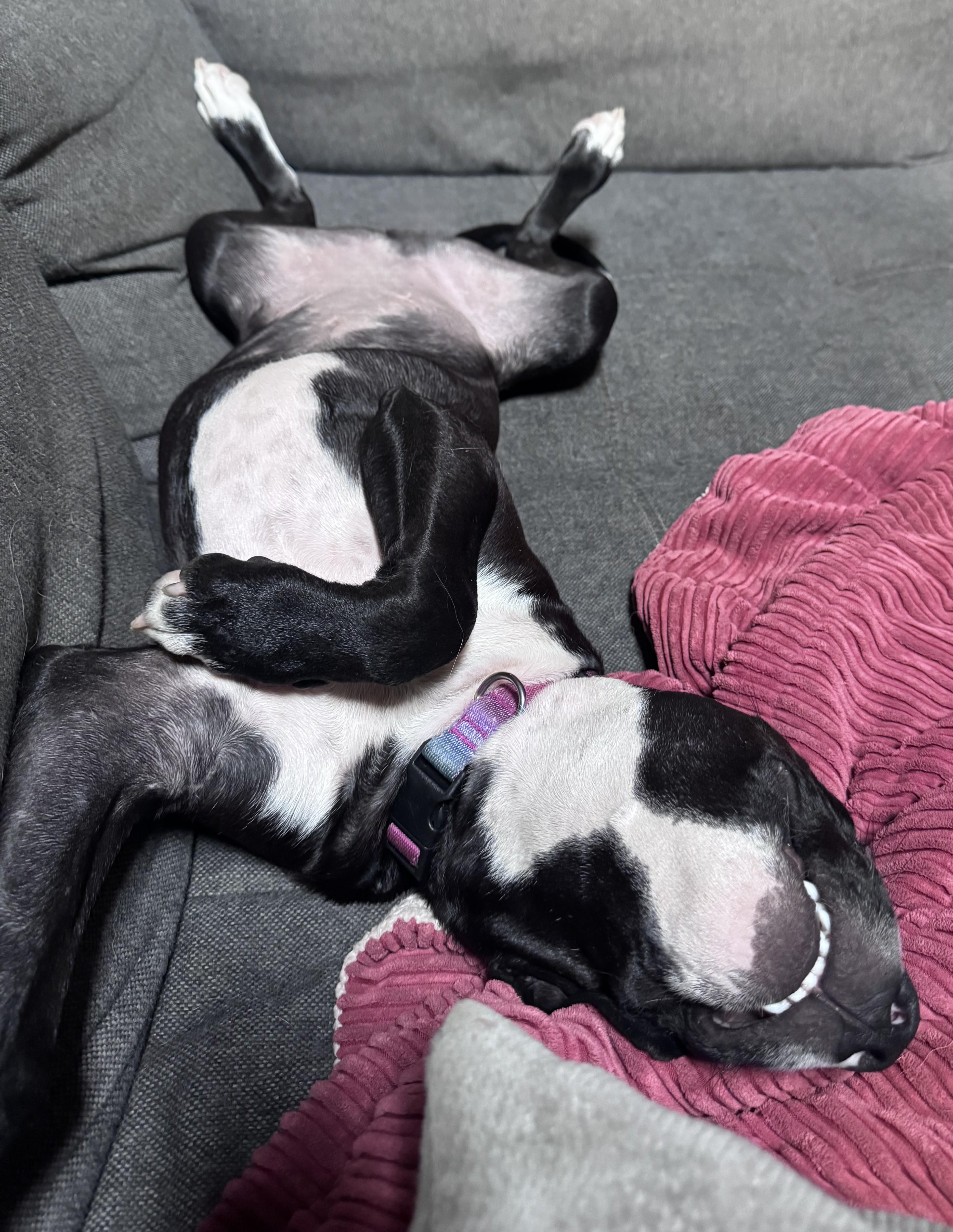 Ninja, a Adoptable mixed breed in Troy, MI image 6/6