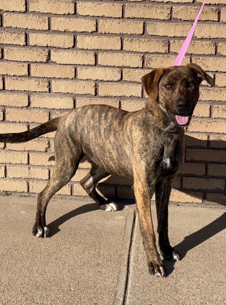 Brownie, adopted, Young Female Plott Hound.