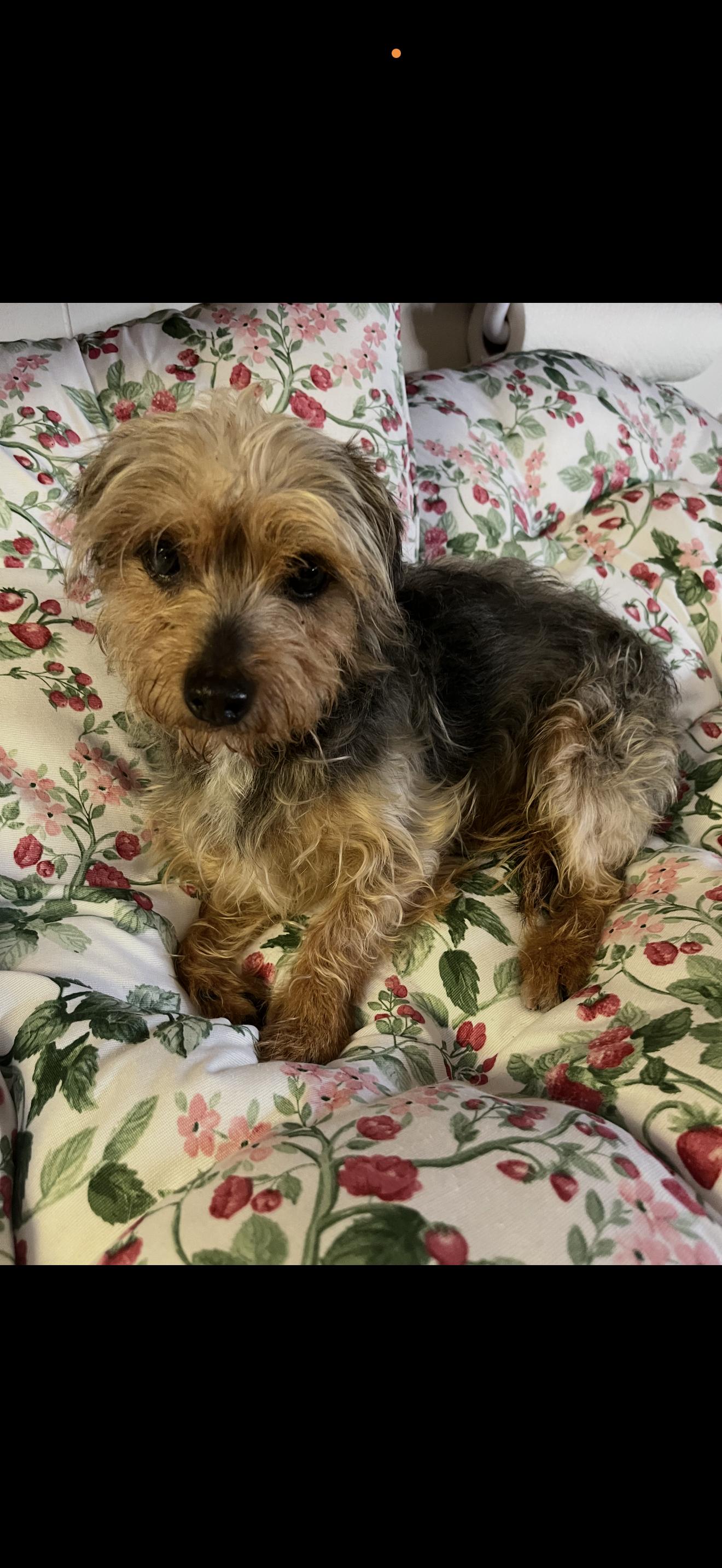 Enlarge Louie the Shy Boy, a ADOPTABLE Yorkshire Terrier in Rancho Cucamonga , CA image 3/4