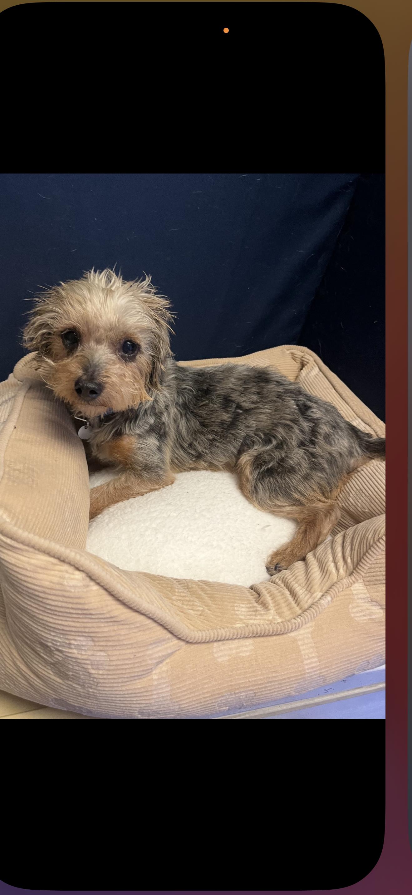 Louie the Shy Boy, ADOPTABLE, Adult Male Yorkshire Terrier.