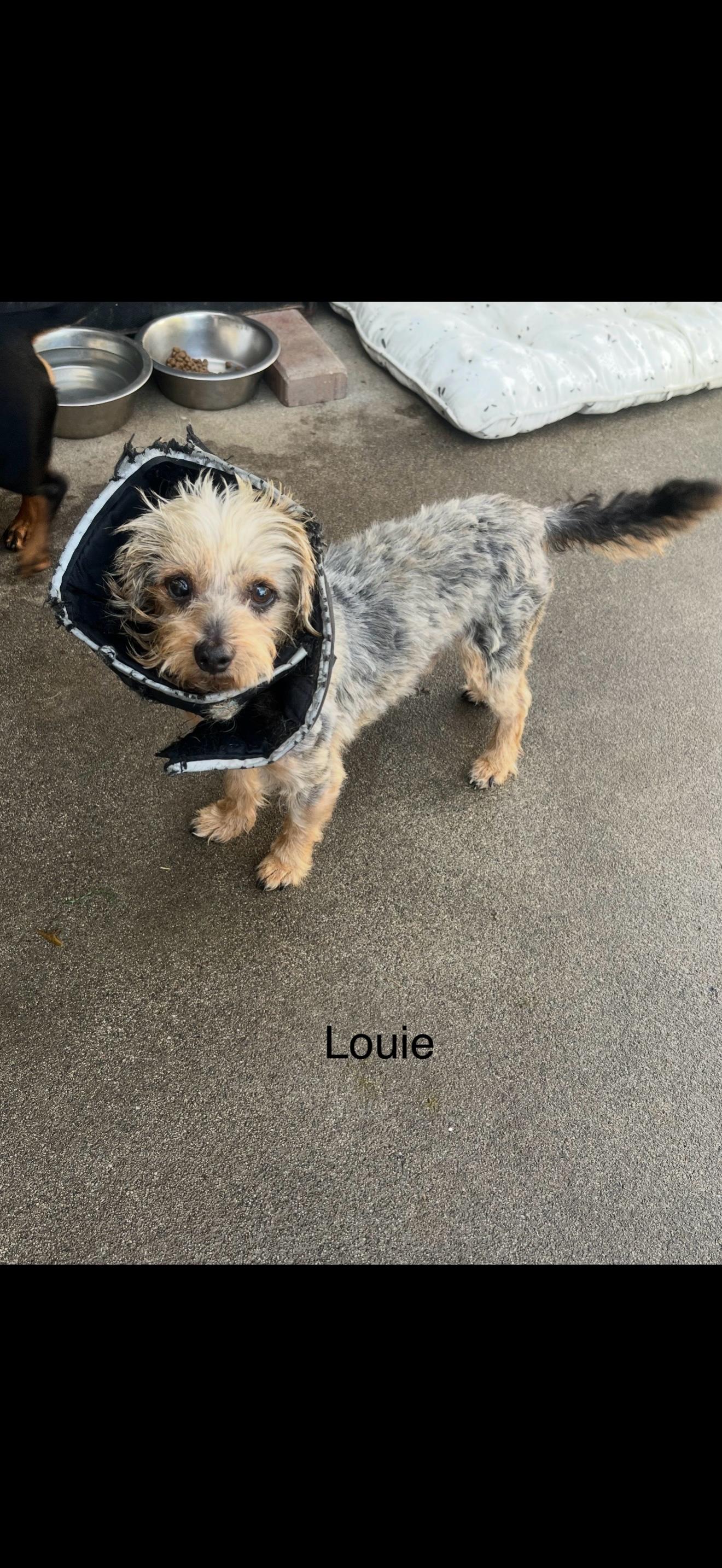 Enlarge Louie the Shy Boy, a ADOPTABLE Yorkshire Terrier in Rancho Cucamonga , CA image 4/4