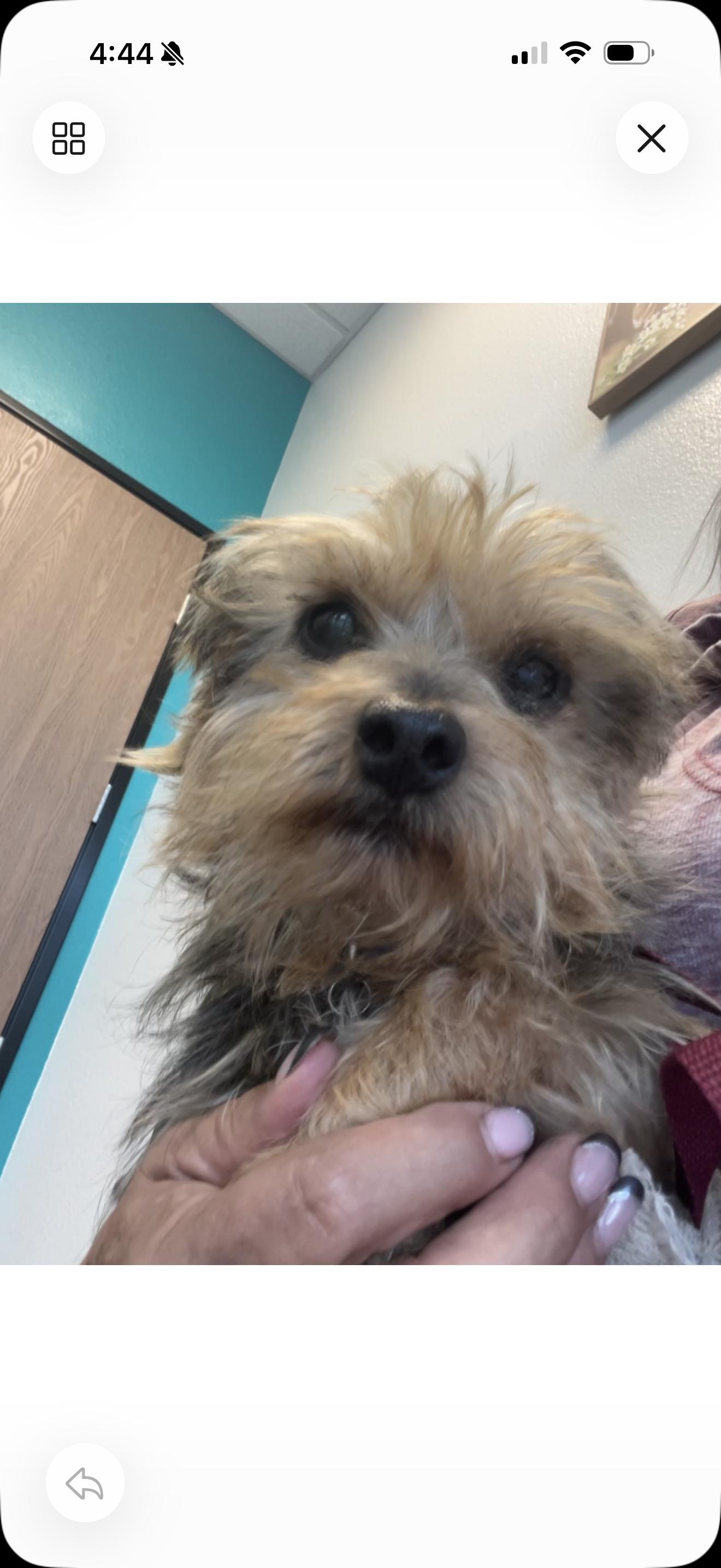 Enlarge Louie the Shy Boy, a ADOPTABLE Yorkshire Terrier in Rancho Cucamonga , CA image 2/4