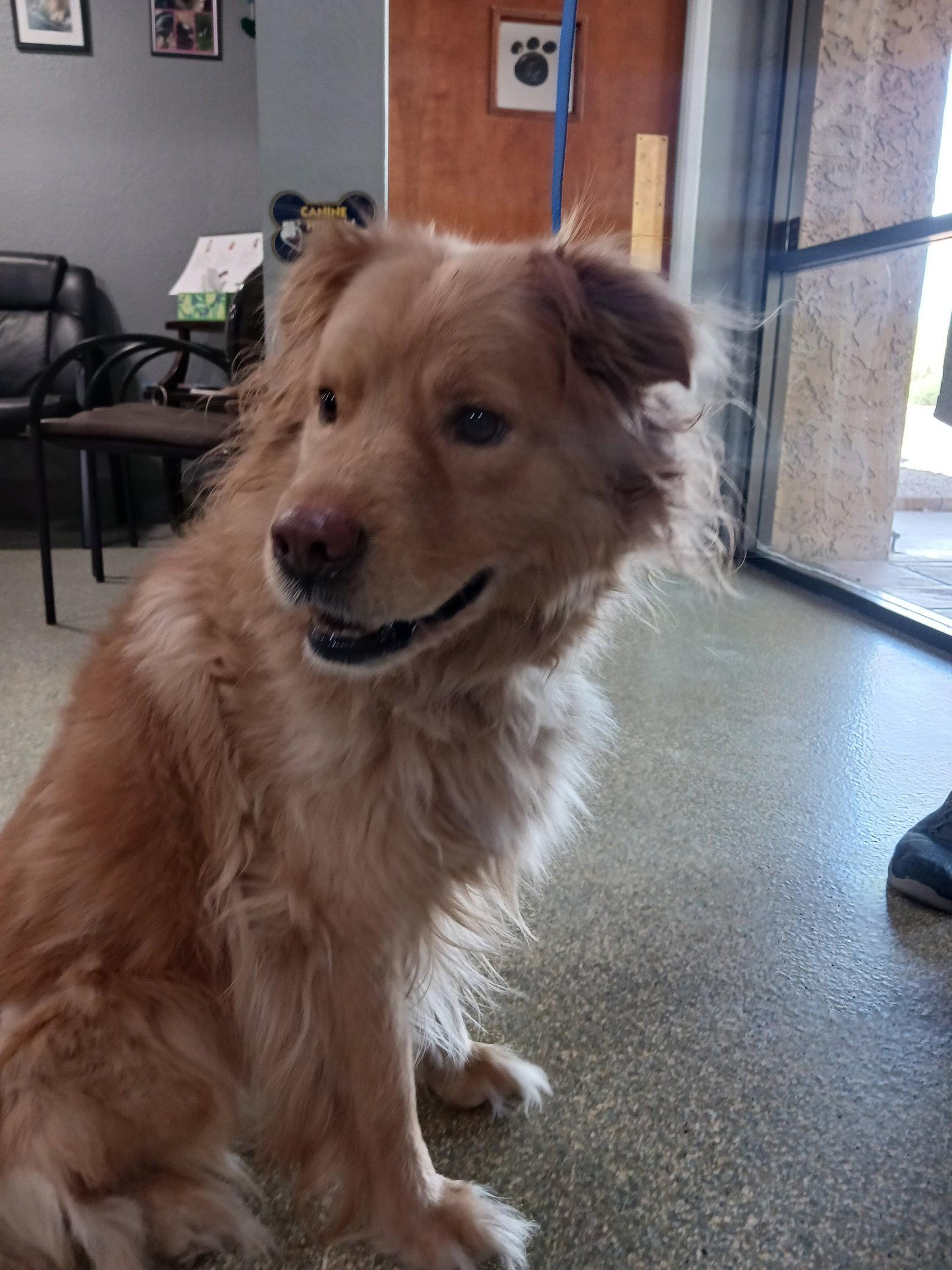Pappi, Adopted, Adult Male Golden Retriever & Australian Shepherd.