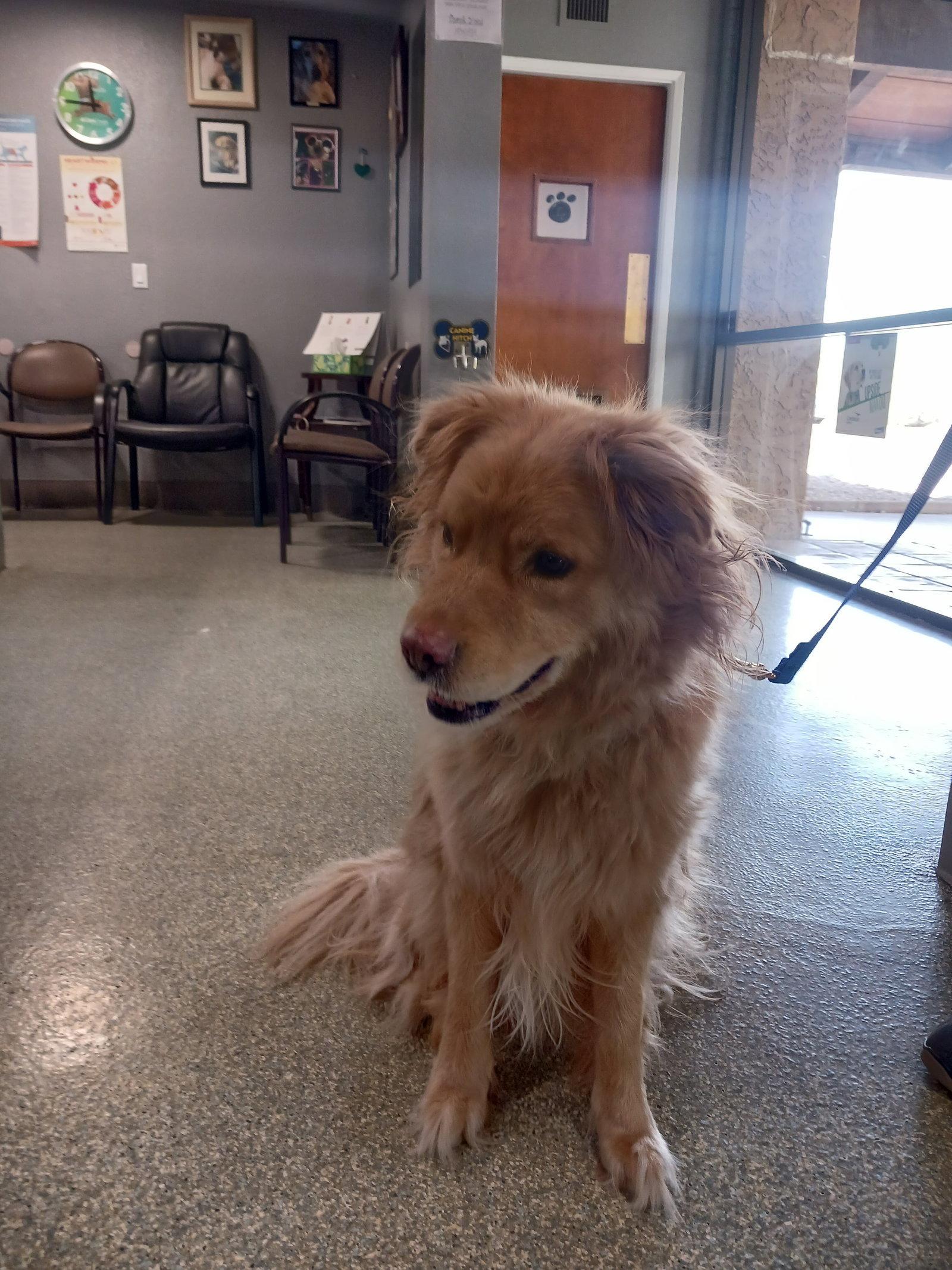 Pappi, a Adopted mixed breed in Glendale, AZ image 3/3
