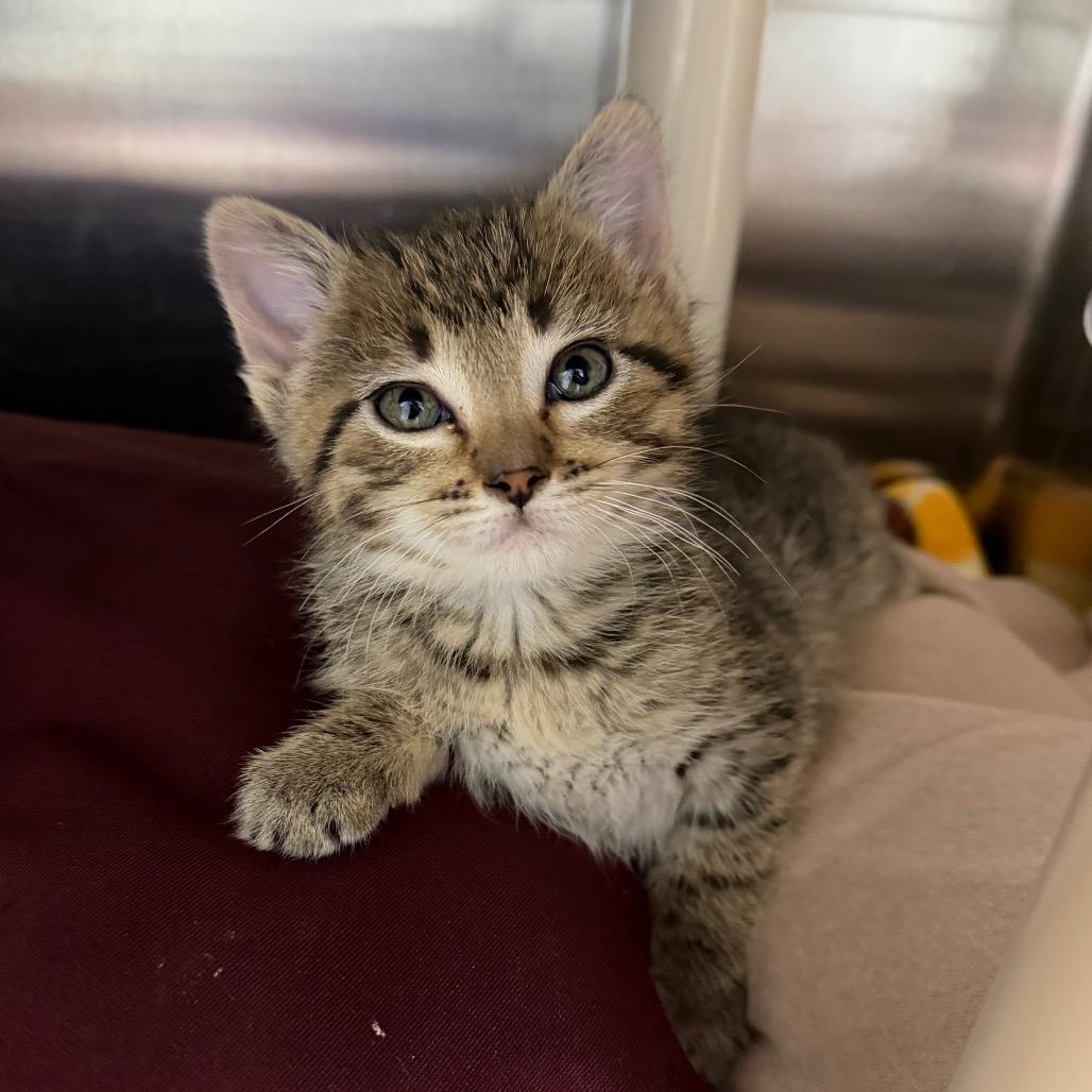 Taiga, Adoptable, Kitten Female Domestic Short Hair.