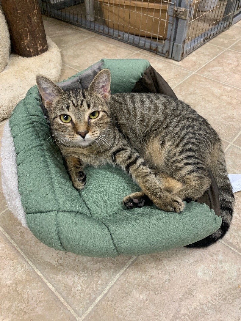 Jamie, Adoptable, Young Female Domestic Short Hair.