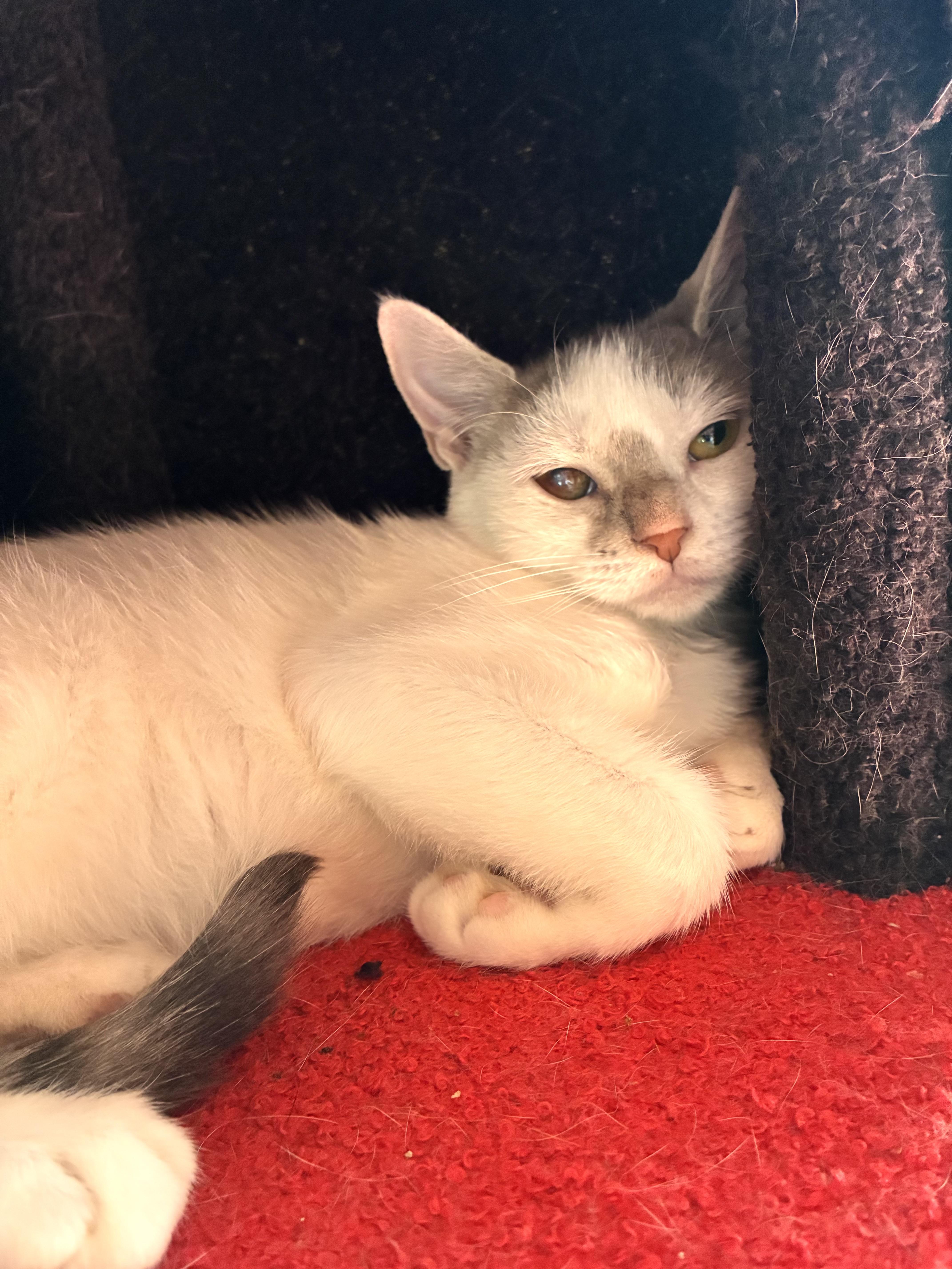 Enlarge Abby, a Adoptable Domestic Short Hair in Bayonne, NJ image 4/5