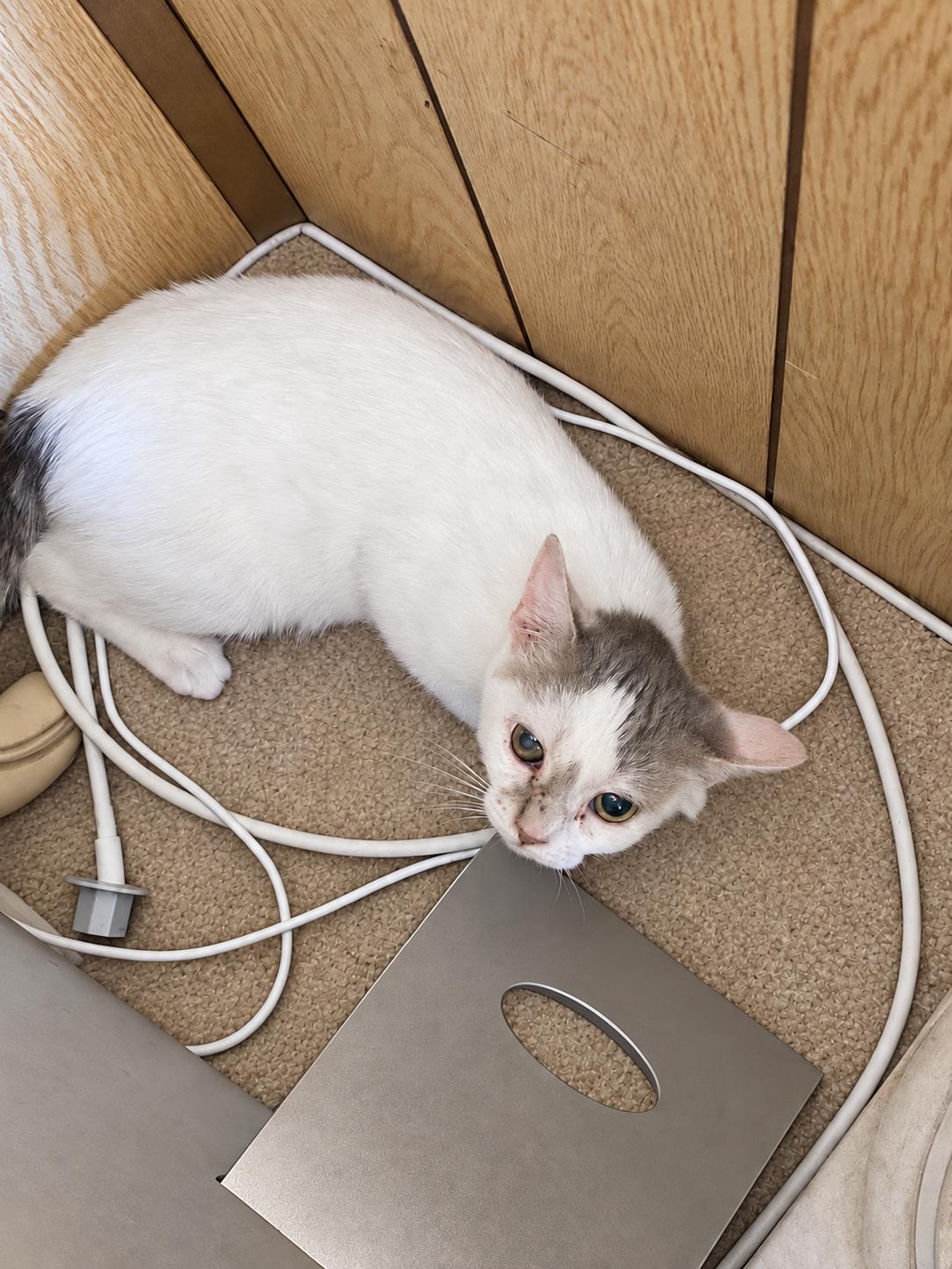 Enlarge Abby, a Adoptable Domestic Short Hair in Bayonne, NJ image 3/5