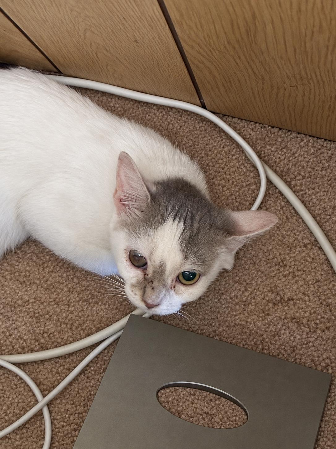 Enlarge Abby, a Adoptable Domestic Short Hair in Bayonne, NJ image 2/5