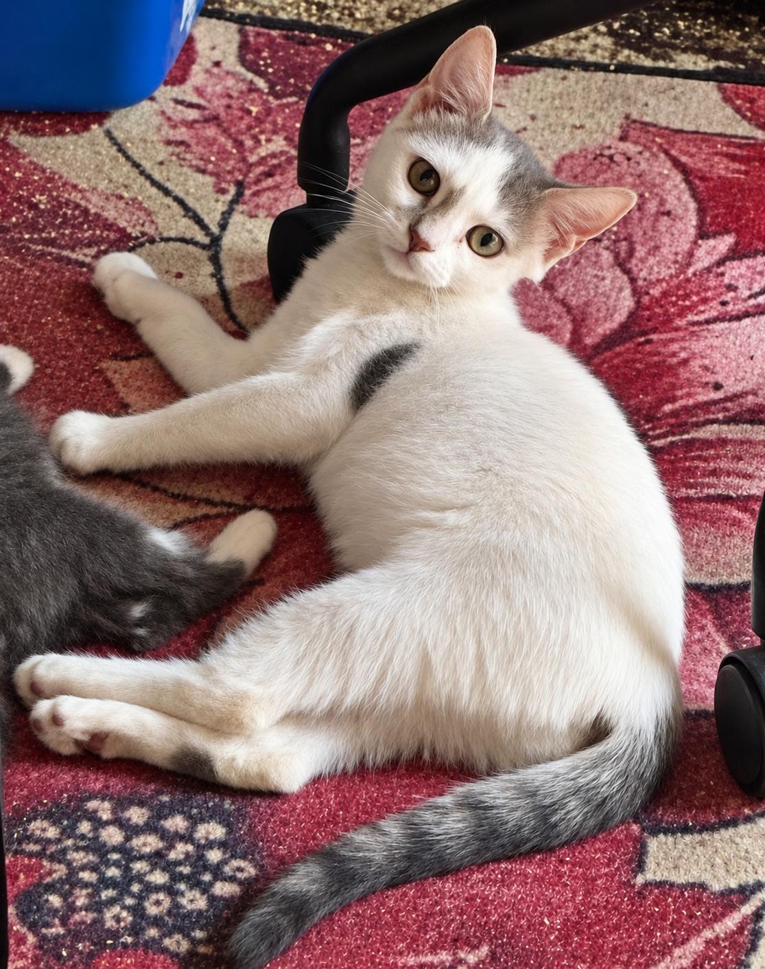 Abby, Adoptable, Kitten Female Domestic Short Hair.