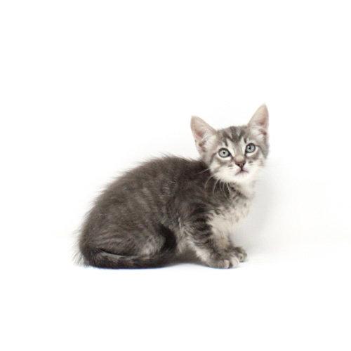 Enlarge Dill, a Adoptable Domestic Short Hair in Florence, AZ image 1/1