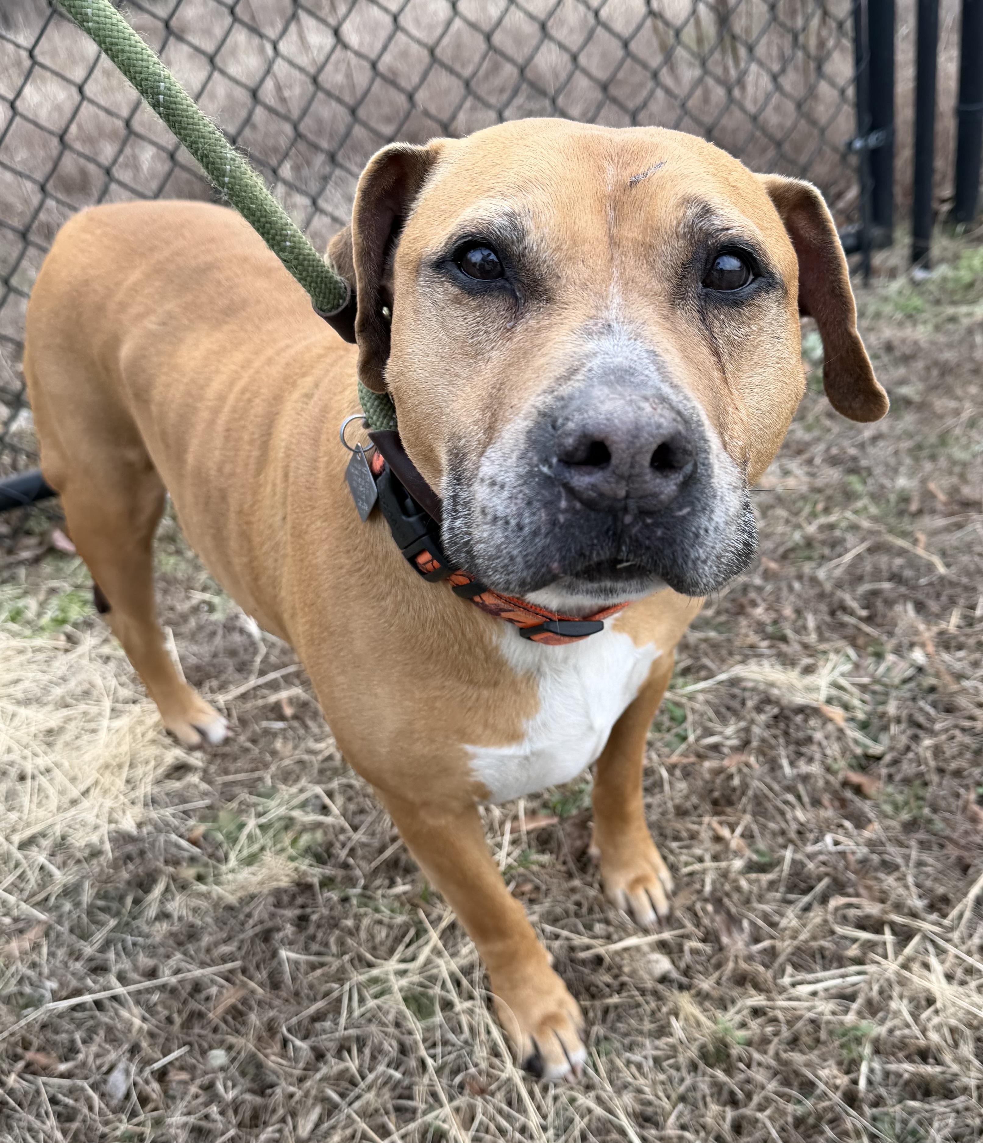 Enlarge Cobb, a ADOPTABLE mixed breed in Lancaster, SC image 2/3