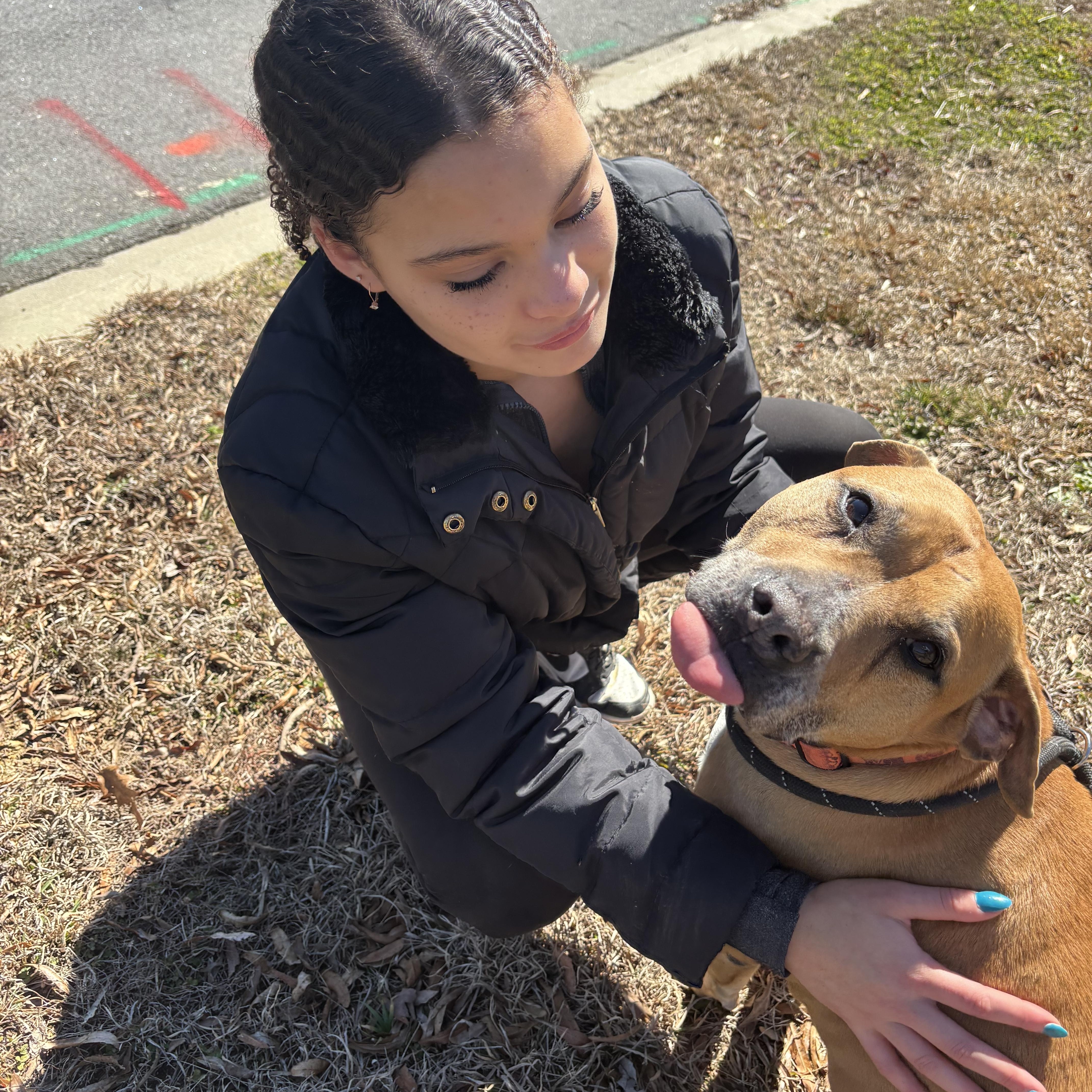 Cobb, ADOPTABLE, Senior Male Bulldog & Hound.