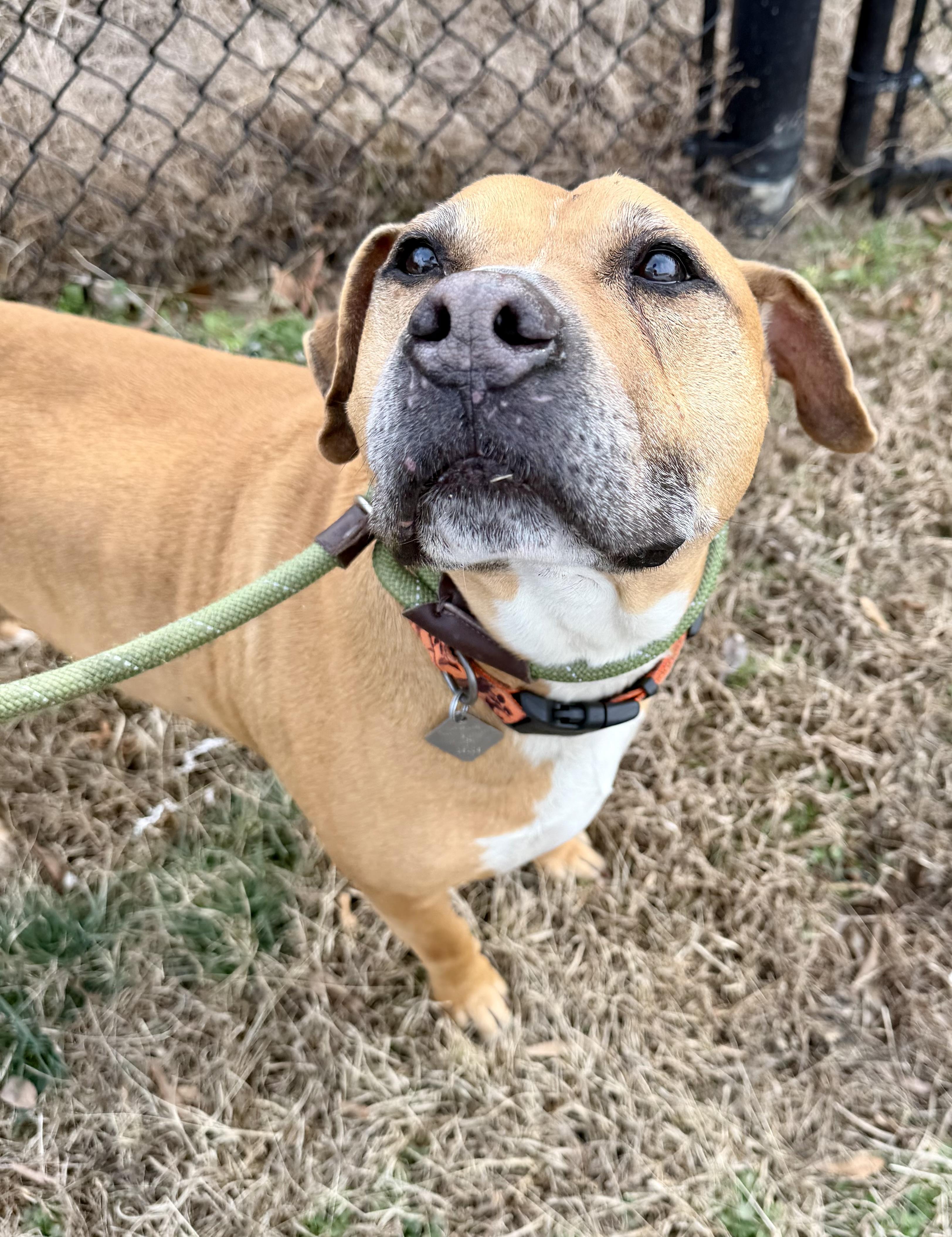 Enlarge Cobb, a ADOPTABLE mixed breed in Lancaster, SC image 3/3