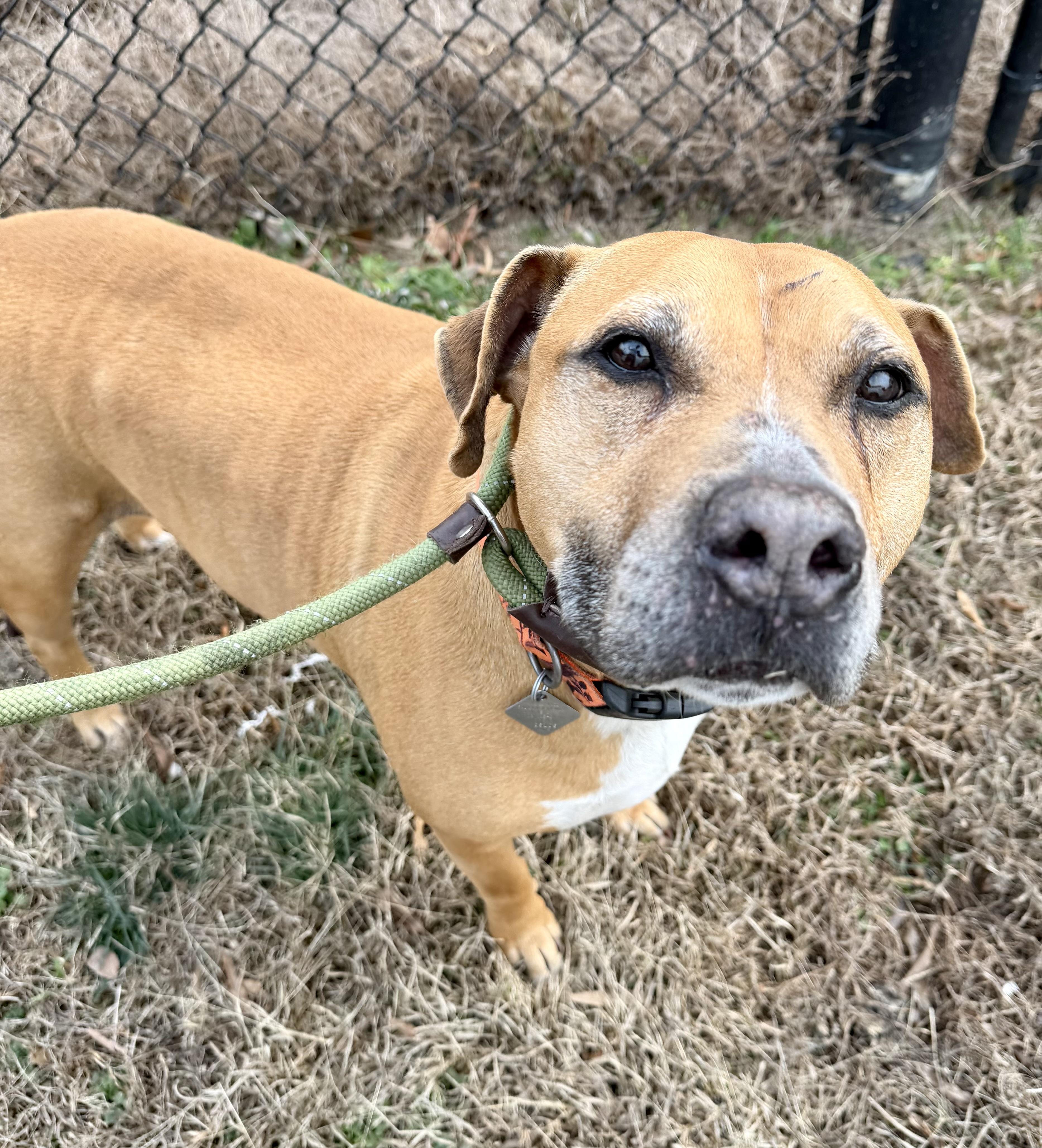 Enlarge Cobb, a ADOPTABLE mixed breed in Lancaster, SC image 1/3