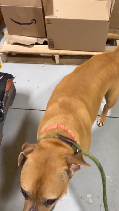 Enlarge Cobb, a ADOPTABLE mixed breed in Lancaster, SC video 5/6