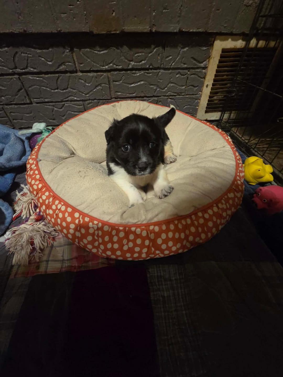 Travis, ADOPTABLE, Puppy Male Labrador Retriever & Chiweenie.