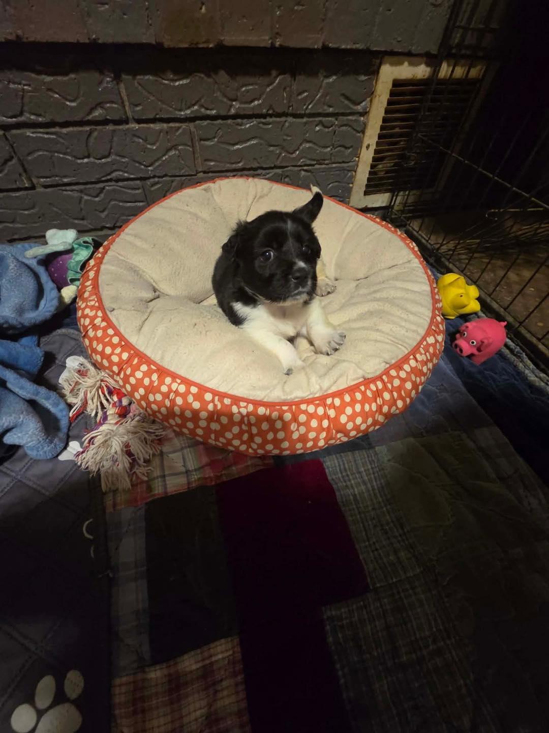 Enlarge Travis, a ADOPTABLE mixed breed in Wichita Falls, TX image 2/2