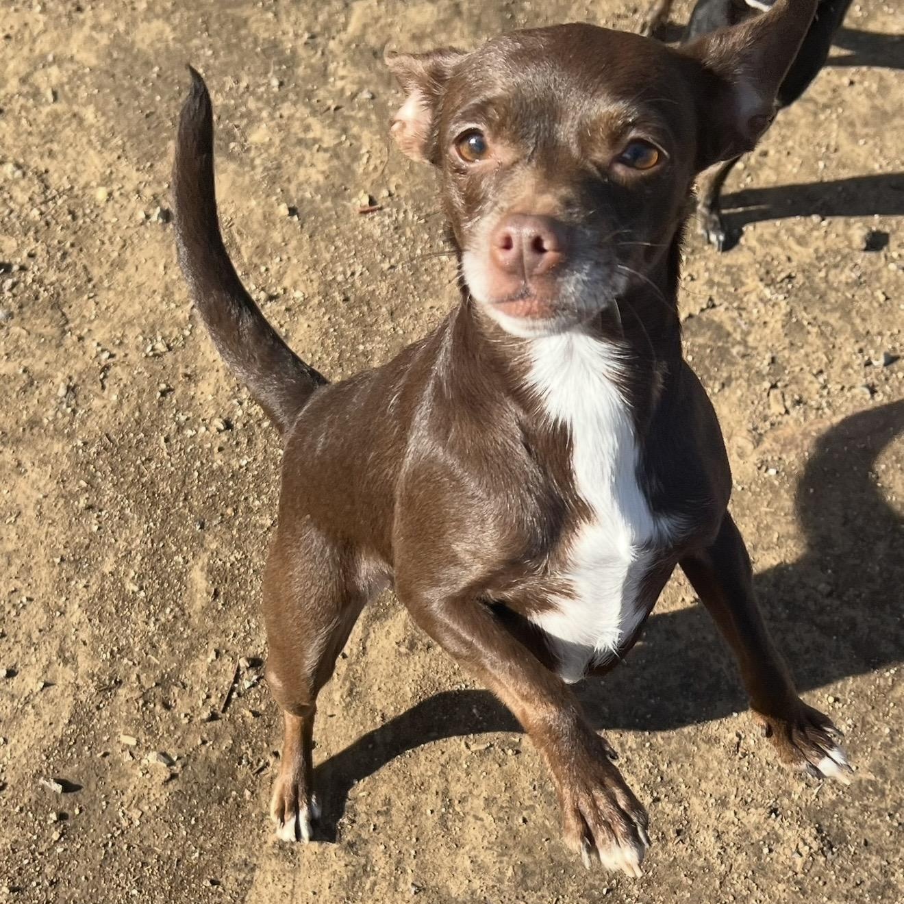 Enlarge Lolli , a ADOPTABLE mixed breed in Pelham, NH image 5/6