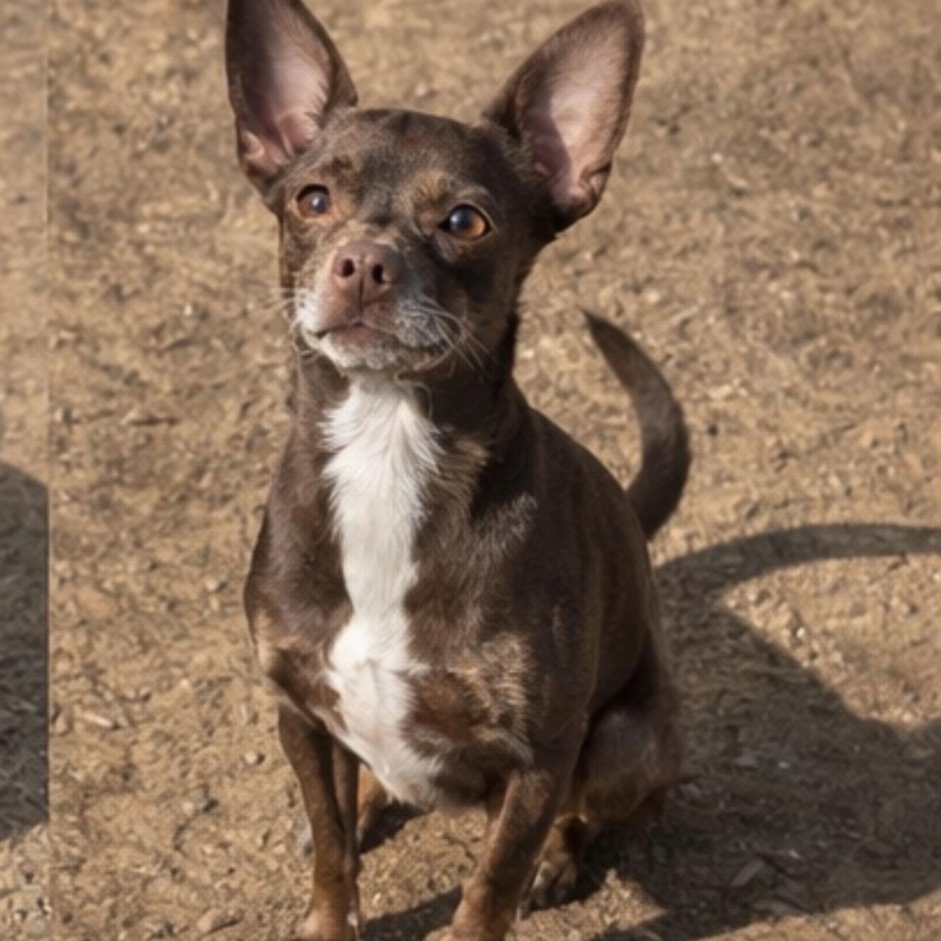 Enlarge Lolli , a ADOPTABLE mixed breed in Pelham, NH image 3/6