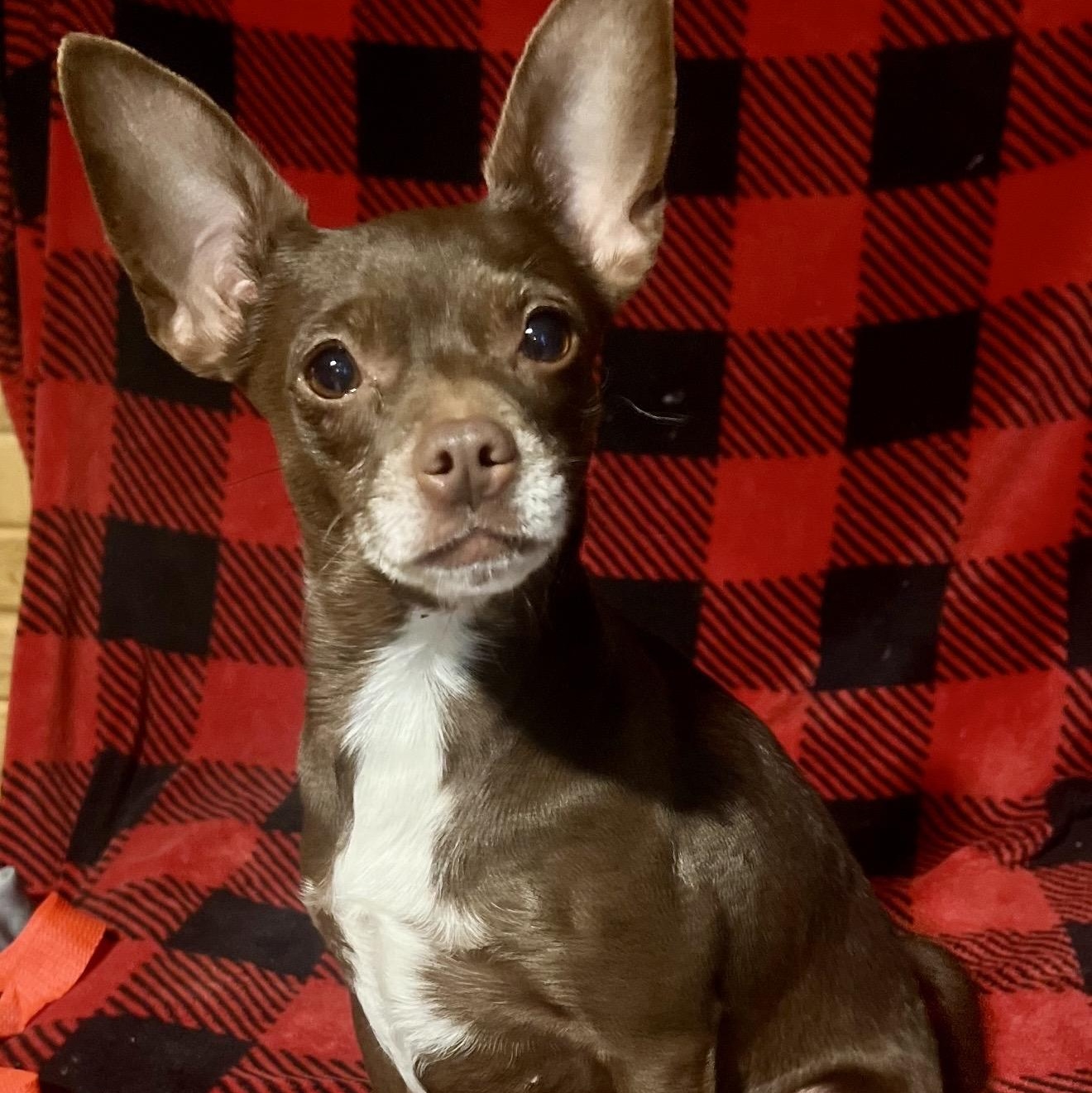 Enlarge Lolli , a ADOPTABLE mixed breed in Pelham, NH image 2/6