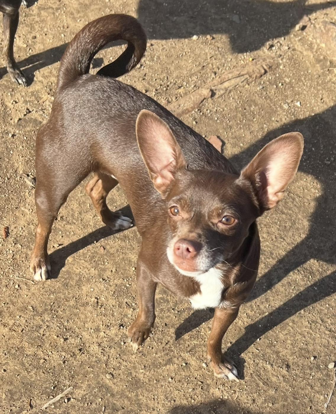Enlarge Lolli , a ADOPTABLE mixed breed in Pelham, NH image 6/6