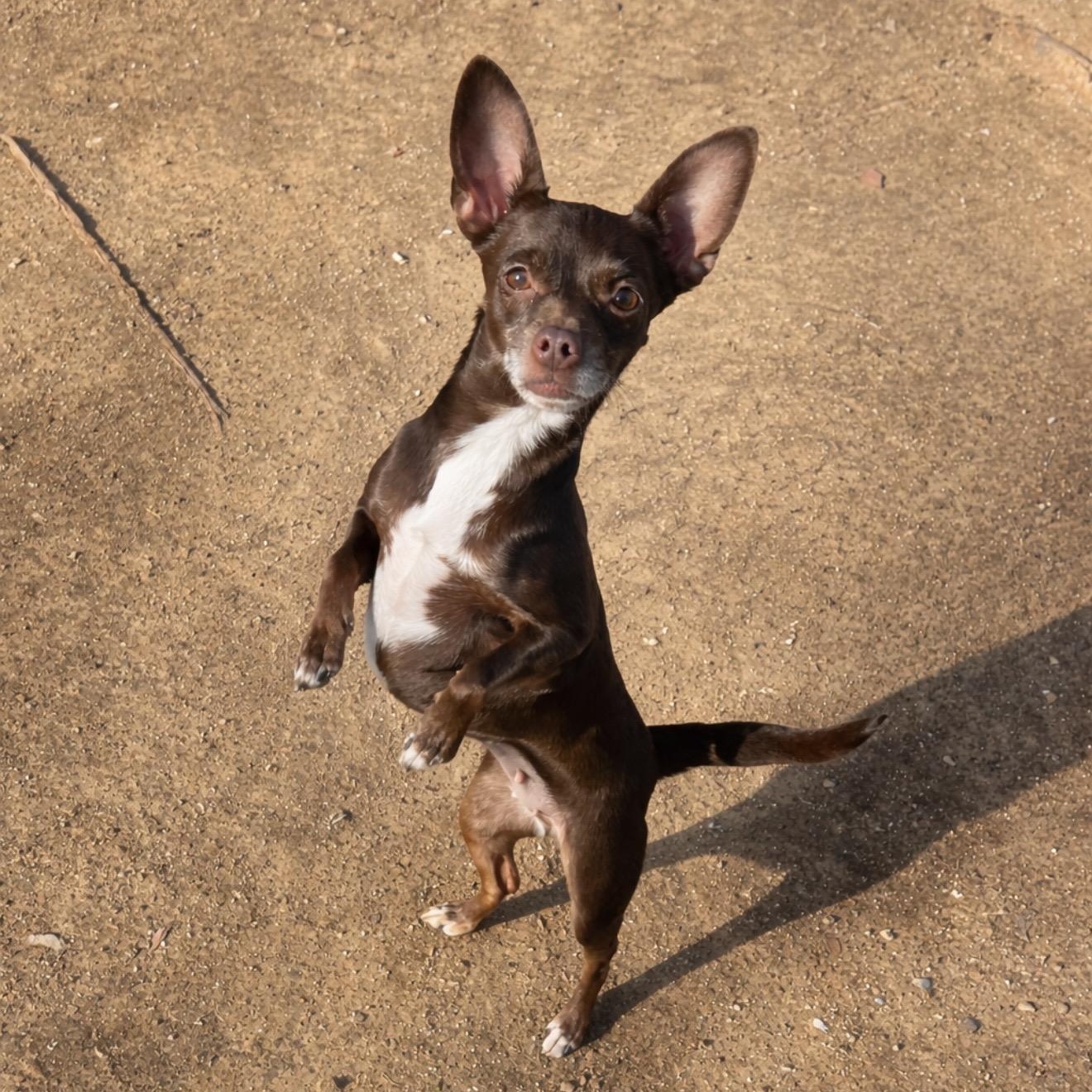 Enlarge Lolli , a ADOPTABLE mixed breed in Pelham, NH image 1/6