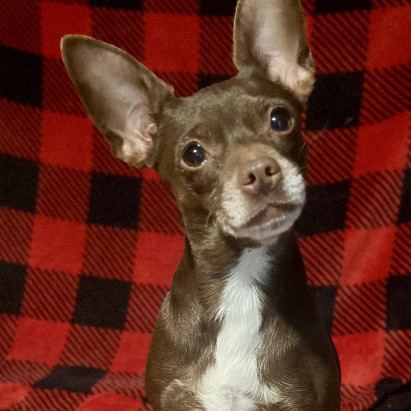 Enlarge Lolli , a ADOPTABLE mixed breed in Pelham, NH image 4/6