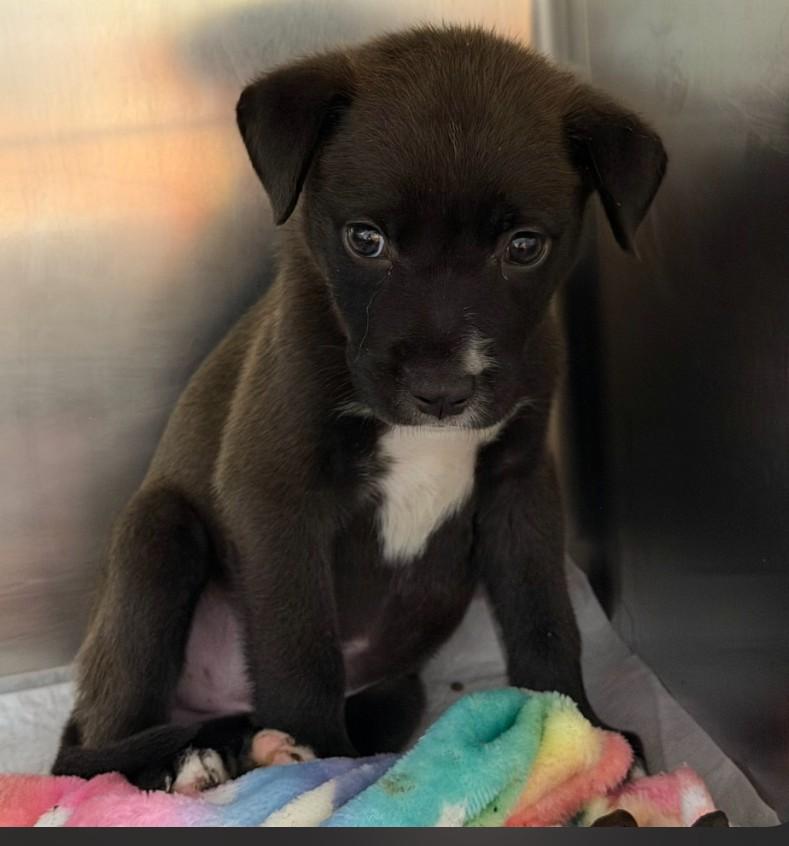 River, Adoptable, Puppy Female Labrador Retriever.