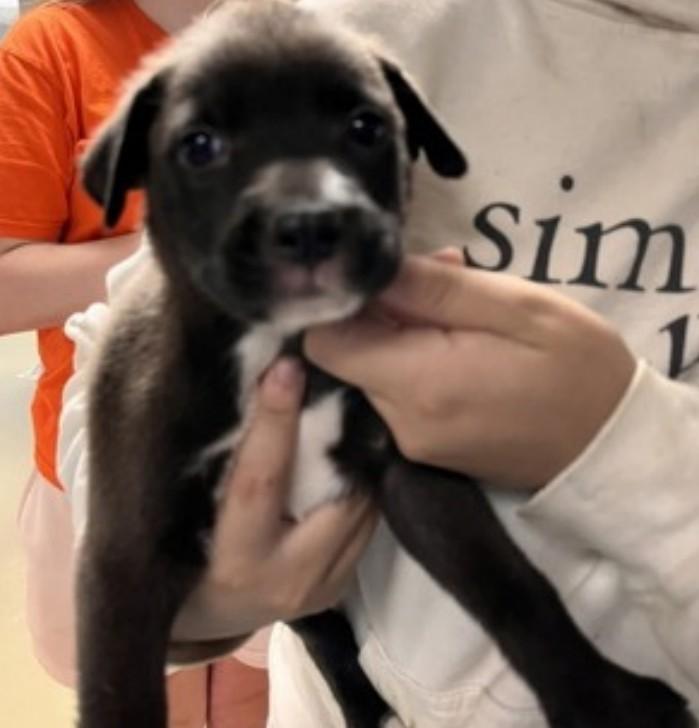 Enlarge River, a Adoptable Labrador Retriever in Statesville, NC image 3/5