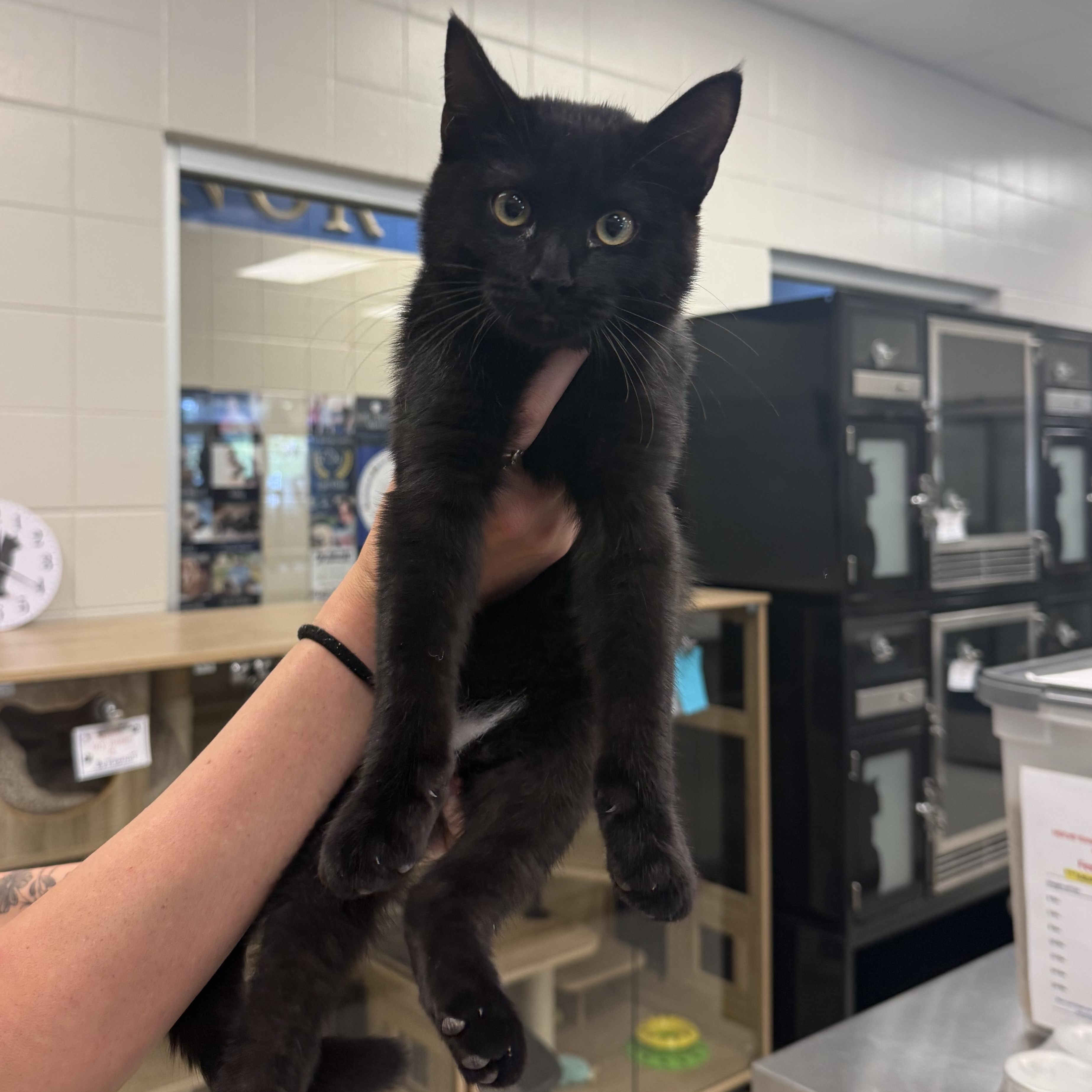 Enlarge Forest, a Adopted Domestic Short Hair in Kearney, NE image 1/1
