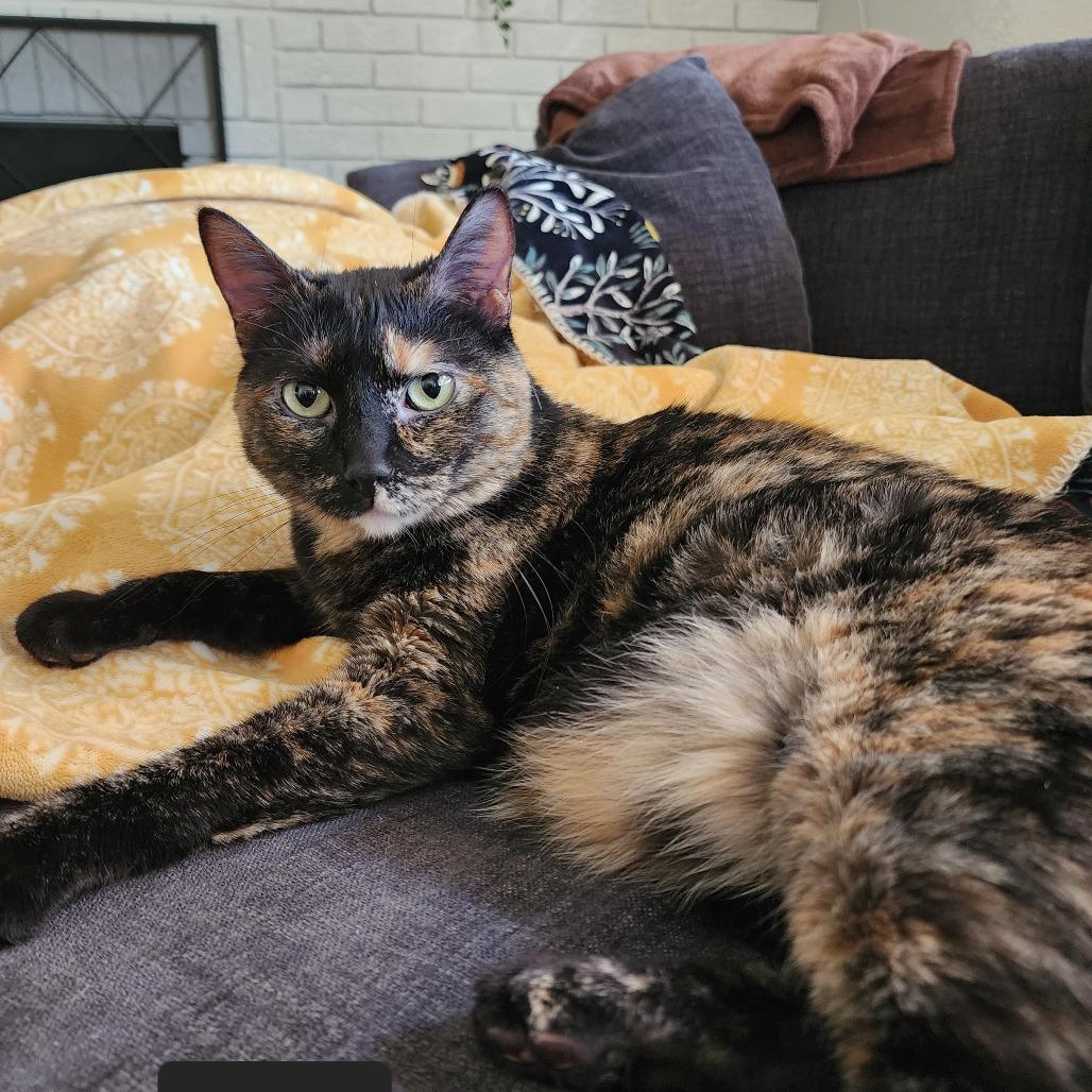 Yuumi, ADOPTABLE, Adult Female Tortoiseshell.