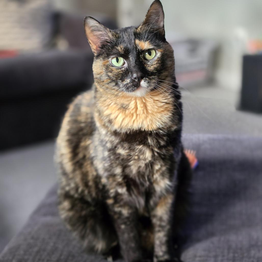 Enlarge Yuumi, a ADOPTABLE Tortoiseshell in Manitou Springs, CO image 2/2