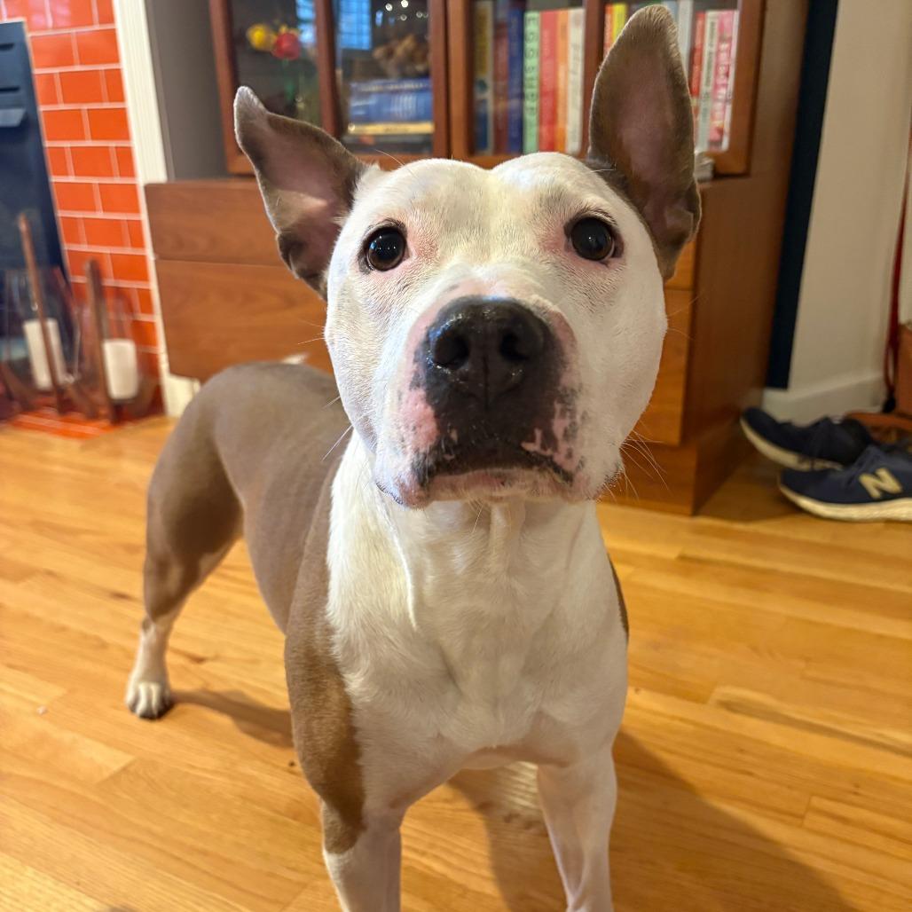 Dakota, Adoptable, Senior Female American Staffordshire Terrier & Pit Bull Terrier.